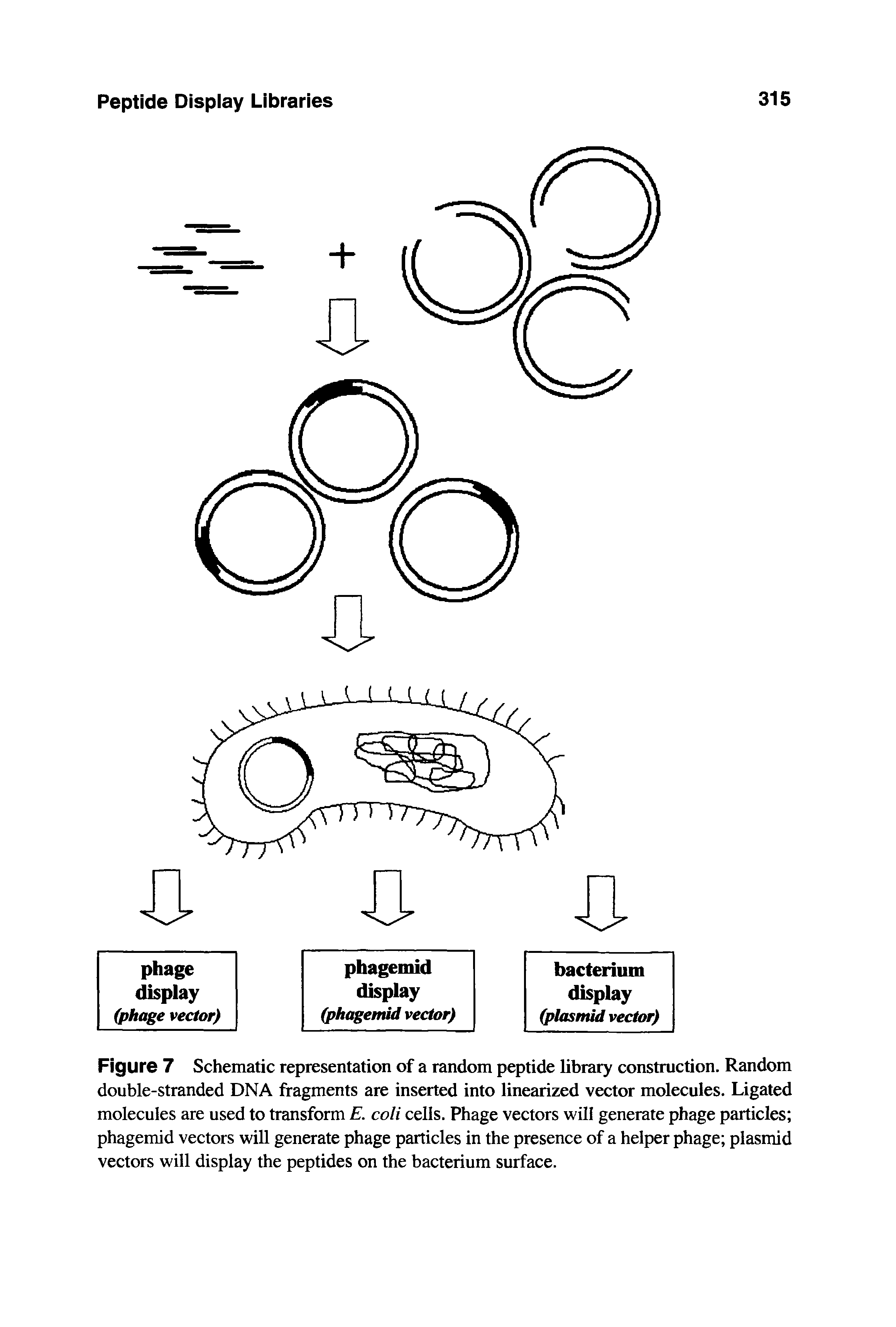 Figure 7 Schematic representation of a random peptide library construction. Random double-stranded DNA fragments are inserted into linearized vector molecules. Ligated molecules are used to transform E. coli cells. Phage vectors will generate phage particles phagemid vectors will generate phage particles in the presence of a helper phage plasmid vectors will display the peptides on the bacterium surface.