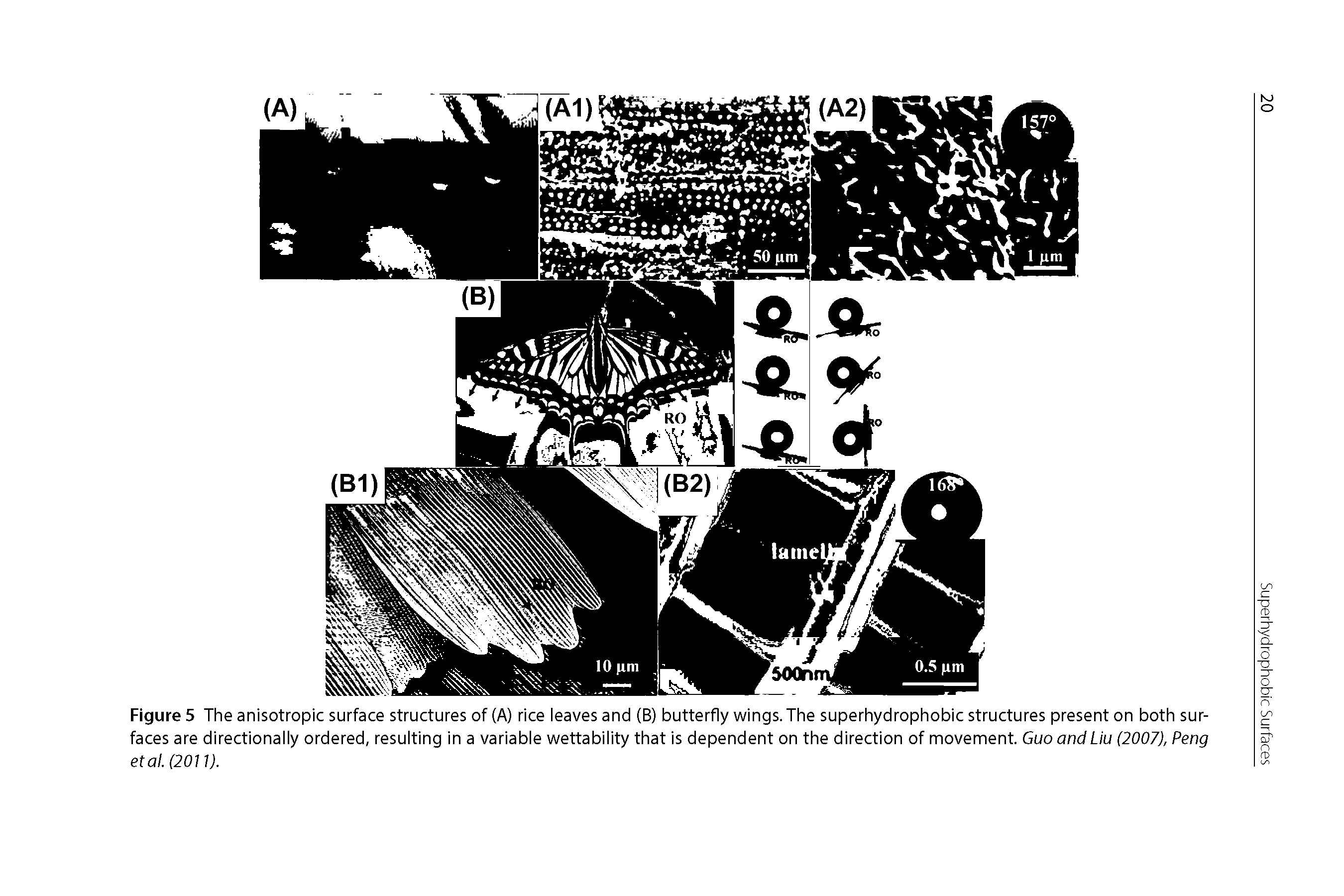 Figure 5 The anisotropic surface structures of (A) rice leaves and (B) butterfly wings. The superhydrophobic structures present on both surfaces are directionally ordered, resulting in a variable wettability that is dependent on the direction of movement. Guo and Liu (2007), Peng etal.(2011).