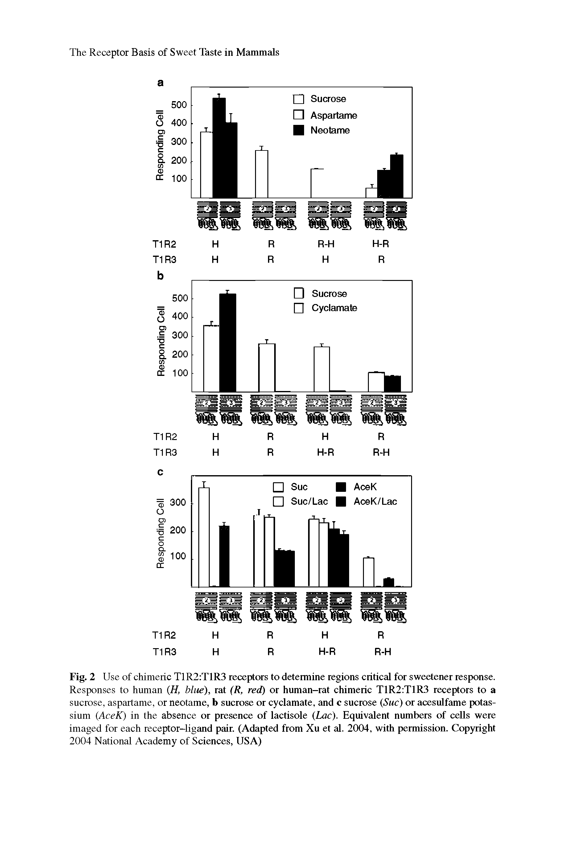 Fig. 2 Use of chimeric T1R2 T1R3 receptors to determine regions critical for sweetener response. Responses to human (H, blue), rat (R, red) or human-rat chimeric T1R2 T1R3 receptors to a sucrose, aspartame, or neotame, b sucrose or cyclamate, and c sucrose (Sue) or acesulfame potassium (AceK) in the absence or presence of lactisole (Lac). Equivalent numbers of cells were imaged for each receptor-ligand pair. (Adapted from Xu et al. 2004, with permission. Copyright 2004 National Academy of Sciences, USA)...
