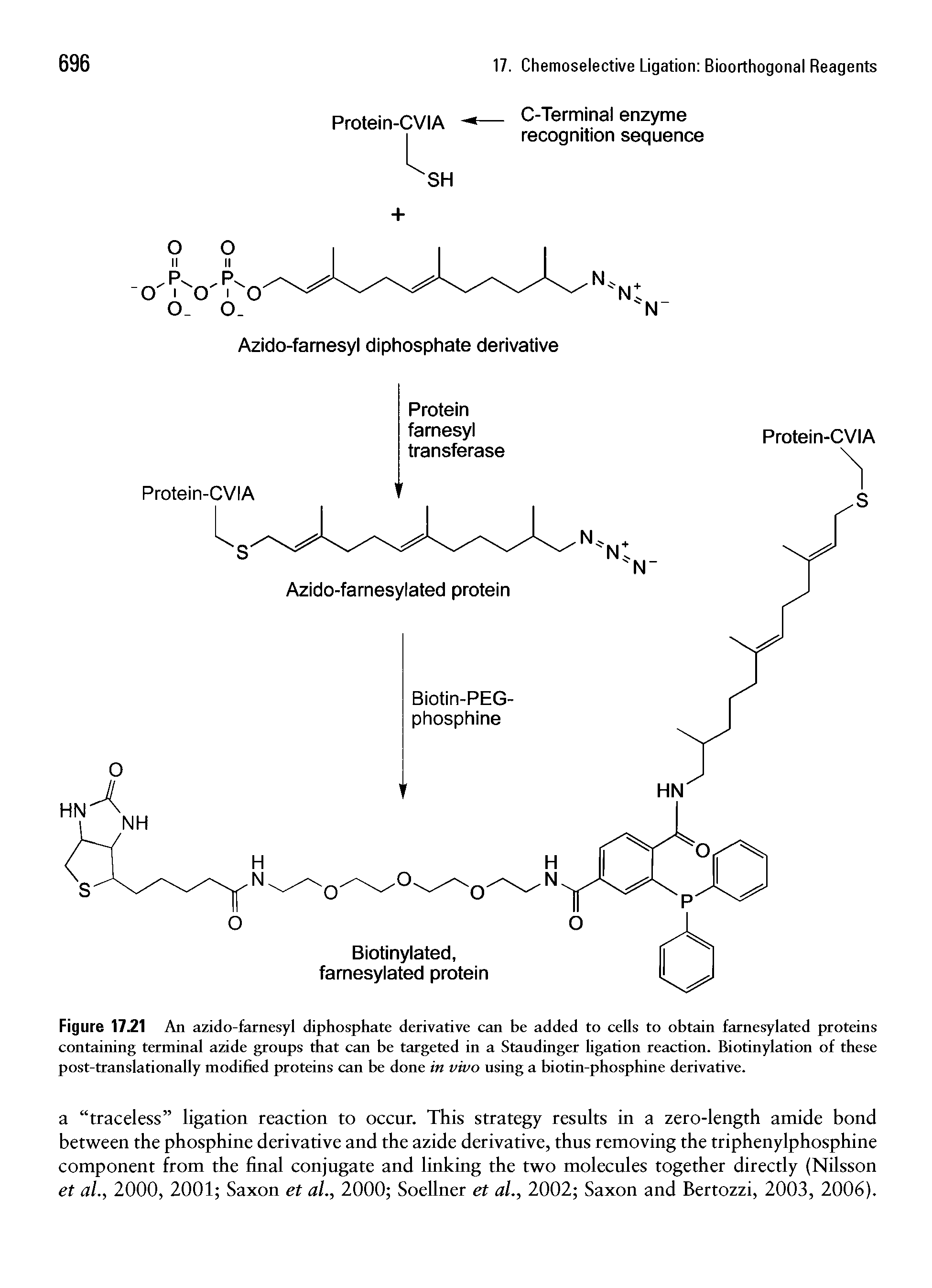 Figure 17.21 An azido-farnesyl diphosphate derivative can be added to cells to obtain farnesylated proteins containing terminal azide groups that can be targeted in a Staudinger ligation reaction. Biotinylation of these post-translationally modified proteins can be done in vivo using a biotin-phosphine derivative.