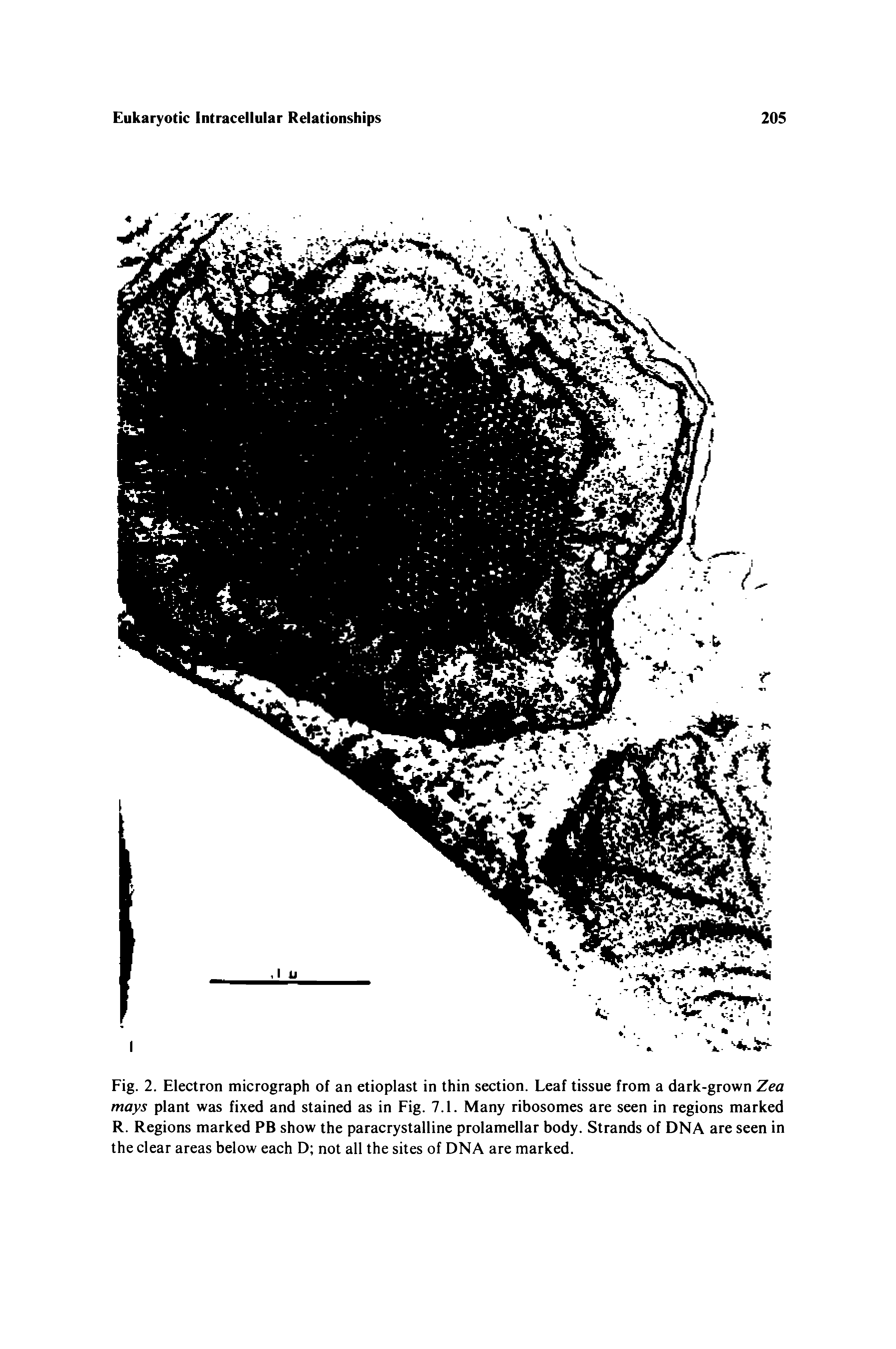 Fig. 2. Electron micrograph of an etioplast in thin section. Leaf tissue from a dark-grown Zea mays plant was fixed and stained as in Fig. 7.1. Many ribosomes are seen in regions marked R. Regions marked PB show the paracrystalline prolamellar body. Strands of DNA are seen in the clear areas below each D not all the sites of DNA are marked.