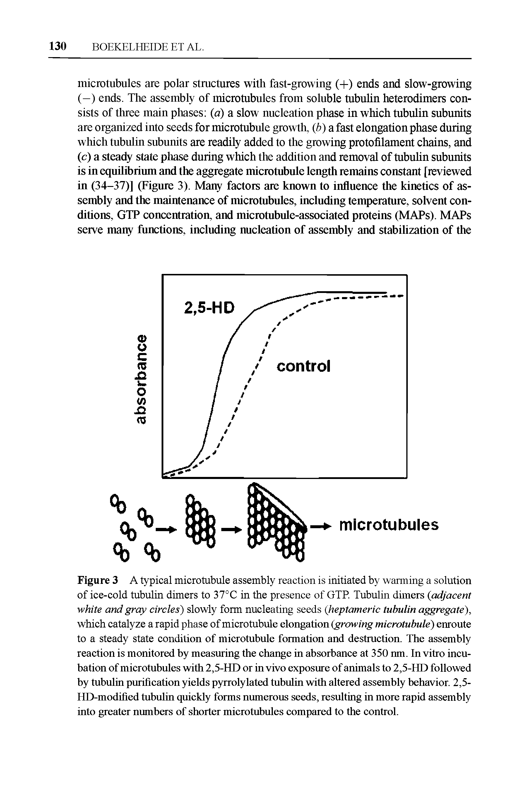 Figure 3 A typical microtubule assembly reaction is initiated by warming a solution of ice-cold tubulin dimers to 37°C in the presence of GTP. Tubulin dimers (adjacent white and gray circles) slowly form nucleating seeds (heptameric tubulin aggregate), which catalyze a rapid phase of microtubule elongation (growing microtubule) enroute to a steady state condition of microtubule formation and destruction. The assembly reaction is monitored by measuring the change in absorbance at 350 nm. In vitro incubation of microtubules with 2,5-HD or in vivo exposure of animals to 2,5-HD followed by tubulin purification yields pyrrolylated tubulin with altered assembly behavior. 2,5-HD-modified tubulin quickly forms numerous seeds, resulting in more rapid assembly into greater numbers of shorter microtubules compared to the control.