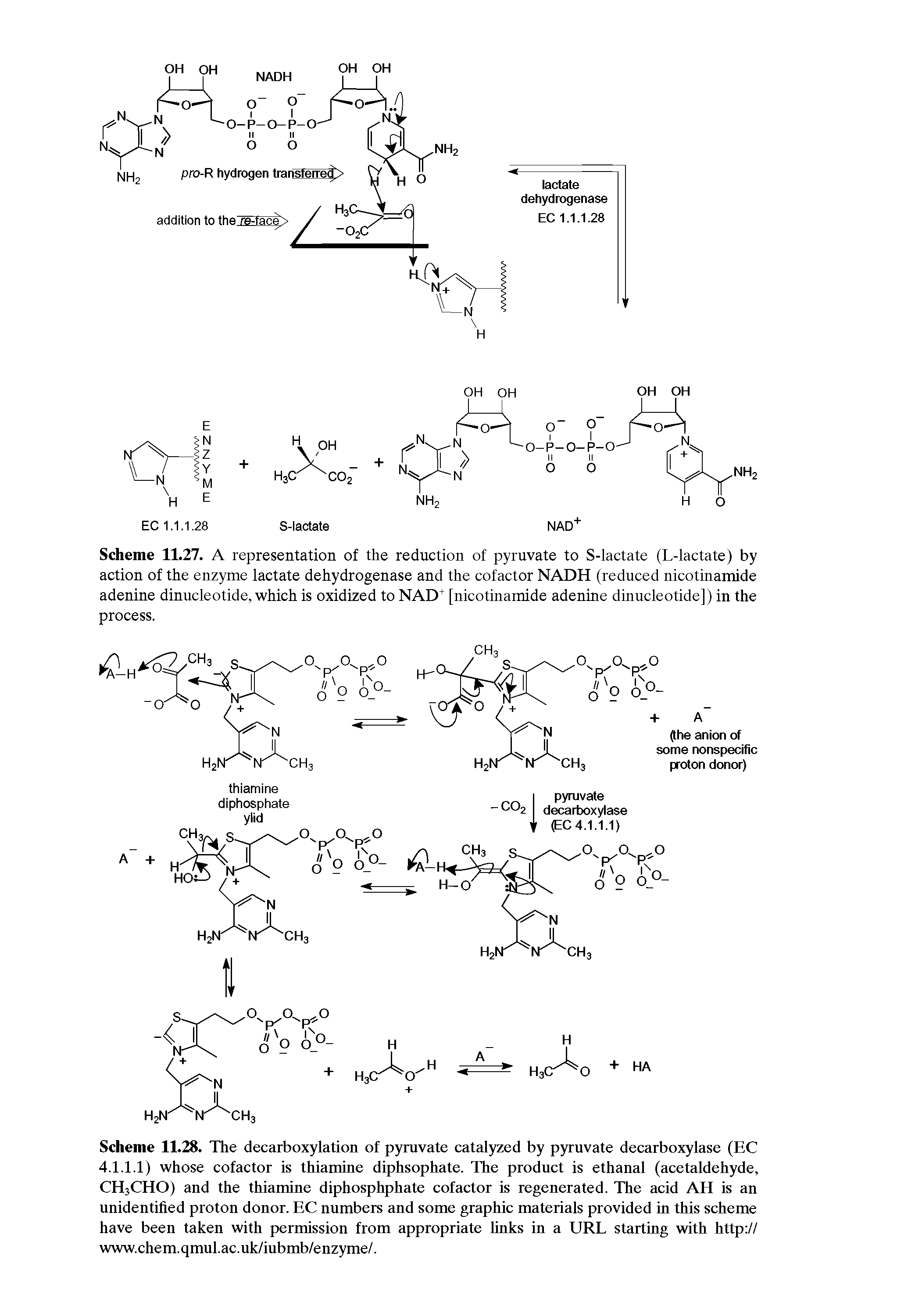 Scheme 11.27. A representation of the reduction of pyruvate to S-lactate (L-lactate) by action of the enzyme lactate dehydrogenase and the cofactor NADH (reduced nicotinamide adenine dinucleotide, which is oxidized to NAD [nicotinamide adenine dinncleotide]) in the process.