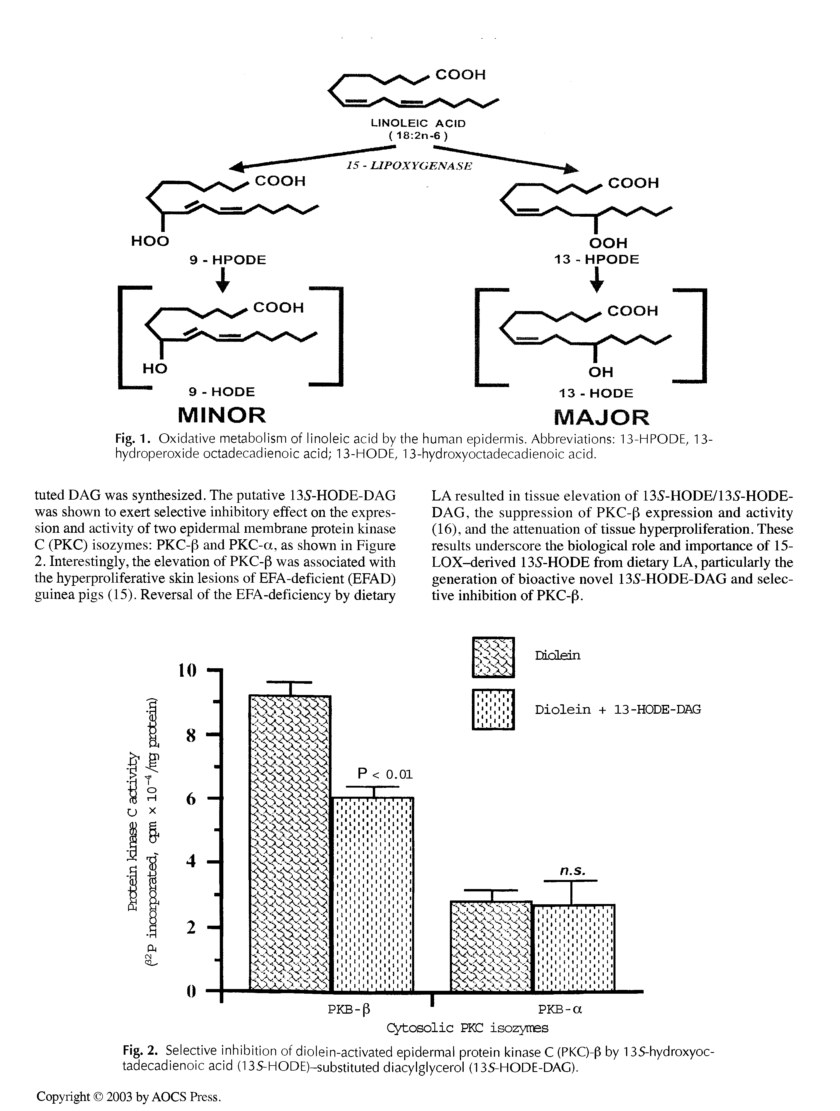 Fig. 1. Oxidative metabolism of linoleic acid by the human epidermis. Abbreviations 13-HPODE, 13-hydroperoxide octadecadienoic acid 13-HODE, 13-hydroxyoctadecadienoic acid.