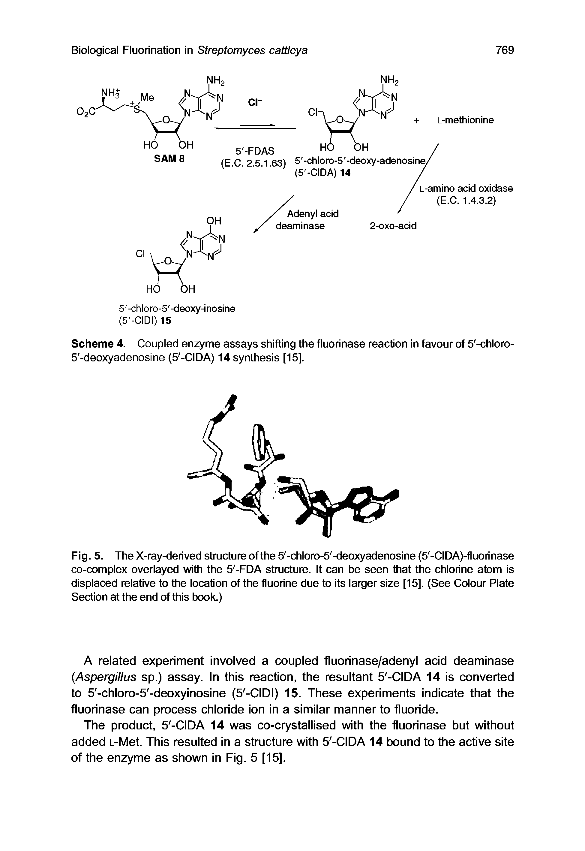 Scheme 4. Coupled enzyme assays shifting the fluorinase reaction in favour of 5 -chloro-5 -deoxyadenosine (5 -CIDA) 14 synthesis [15].