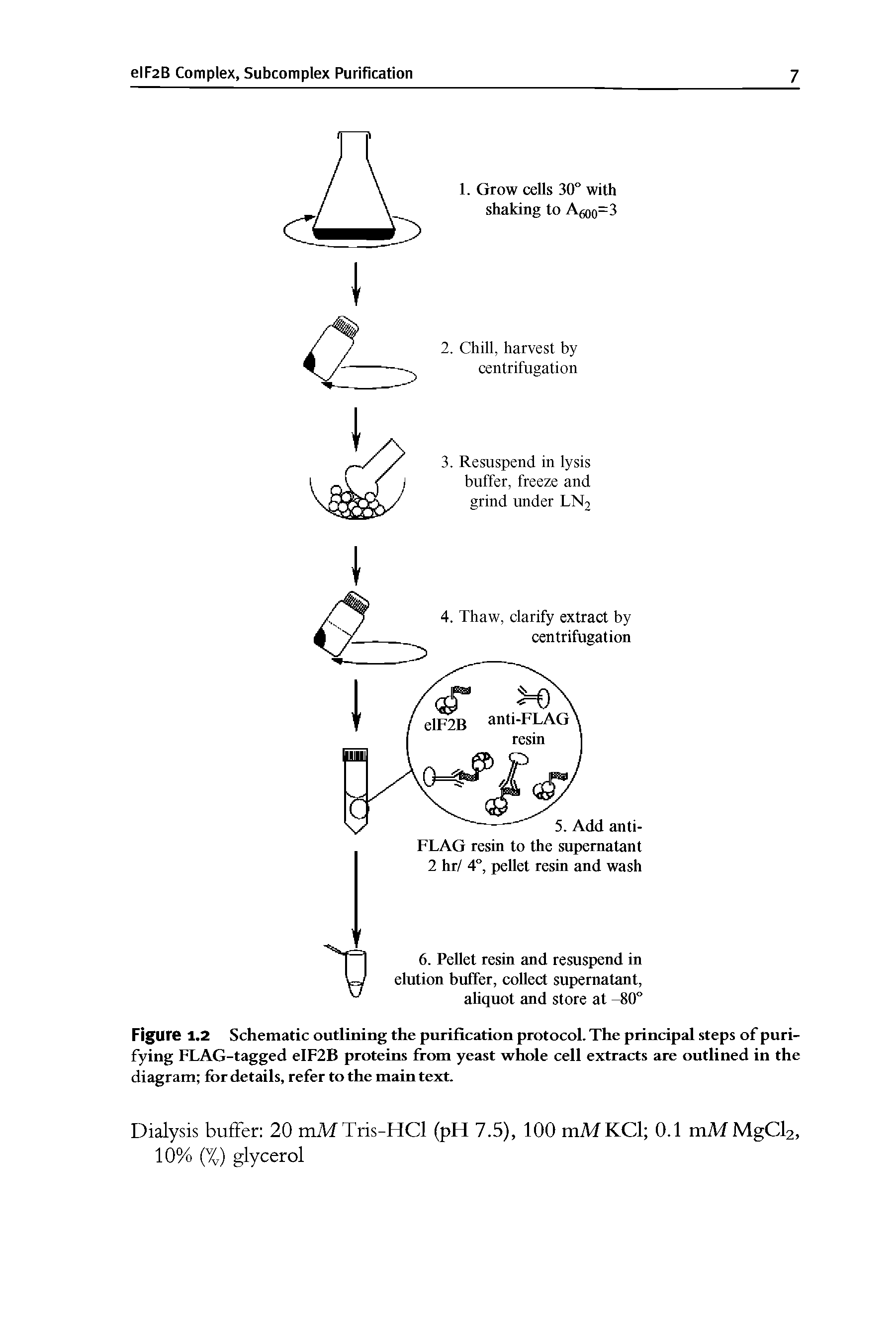 Figure 1.2 Schematic outlining the purification protocol. The principal steps of purifying FLAG-tagged eIF2B proteins from yeast whole cell extracts are outlined in the diagram for details, refer to the main text.