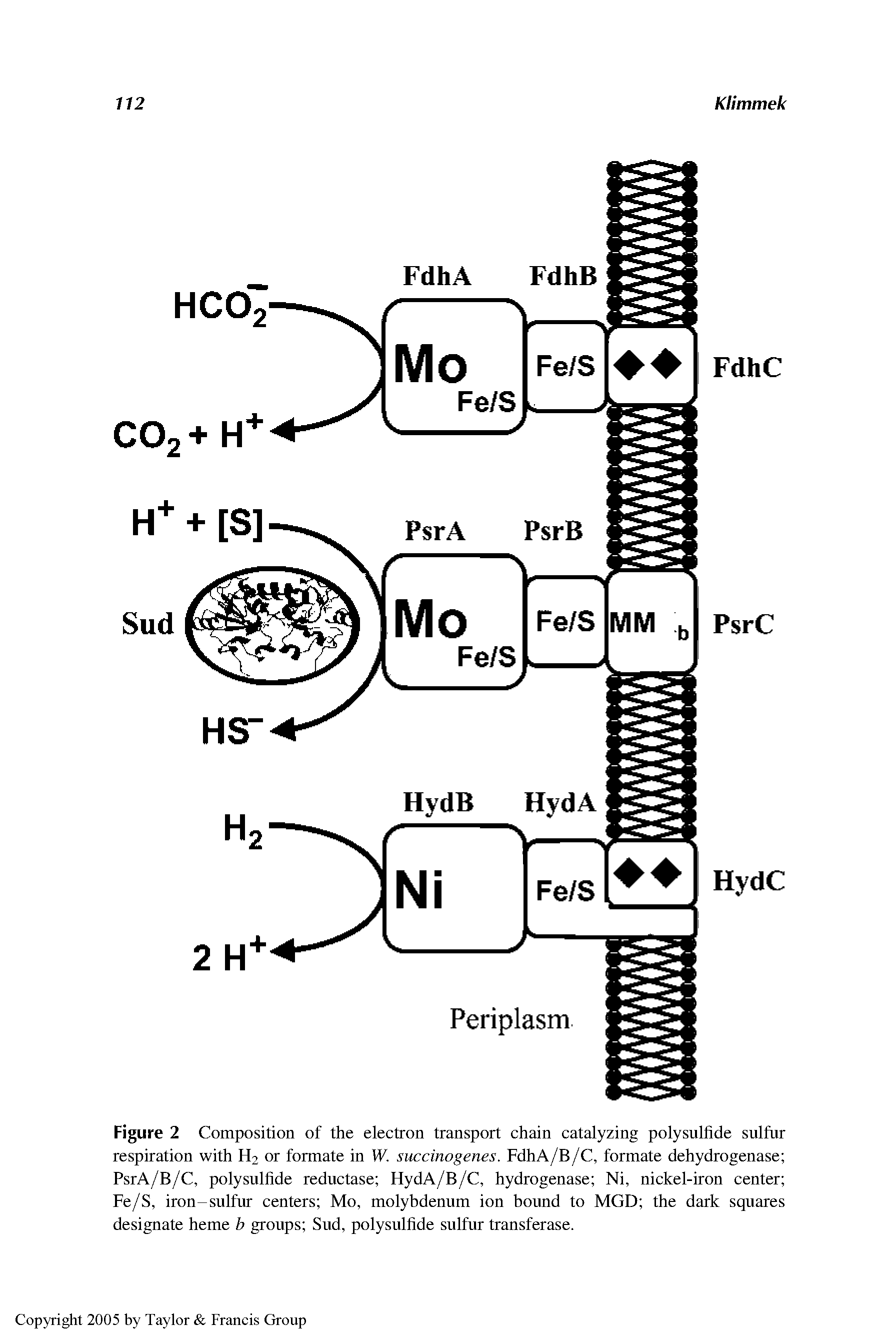 Figure 2 Composition of the electron transport chain catalyzing polysulHde sulfur respiration with H2 or formate in W. succinogenes. FdhA/B/C, formate dehydrogenase PsrA/B/C, polysulHde reductase HydA/B/C, hydrogenase Ni, nickel-iron center Fe/S, iron-sulfur centers Mo, molybdenum ion bound to MGD the dark squares designate heme b groups Sud, polysulfide sulfur transferase.