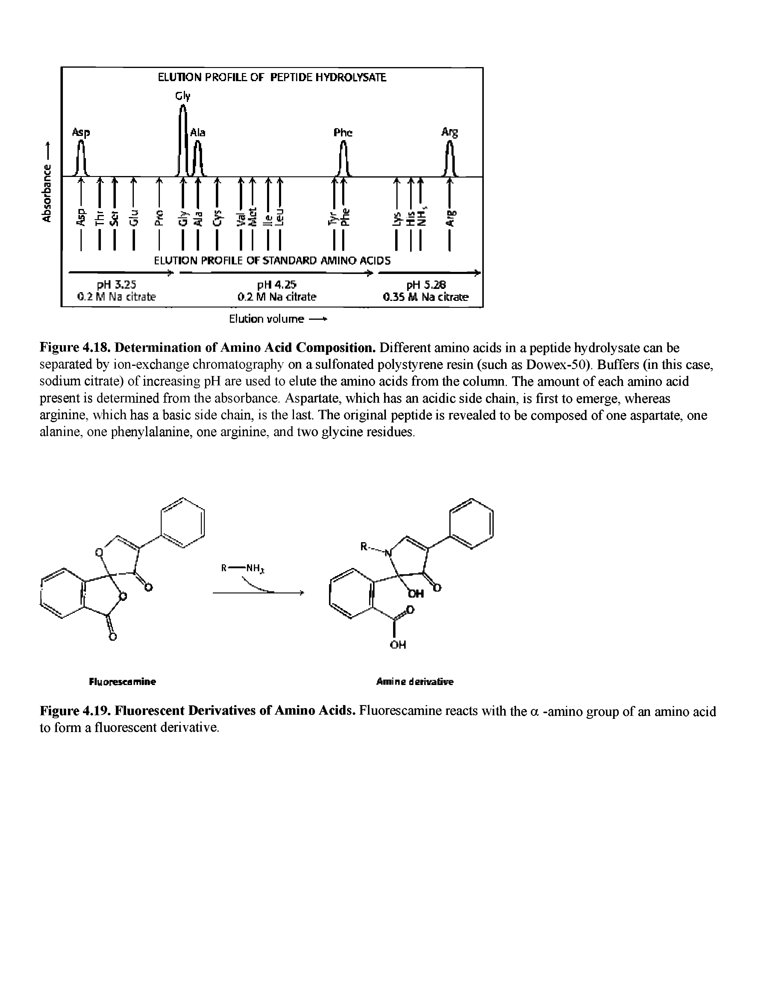 Figure 4.19. Fluorescent Derivatives of Amino Acids. Fluorescamine reacts with the a -amino group of an amino acid to form a fluorescent derivative.