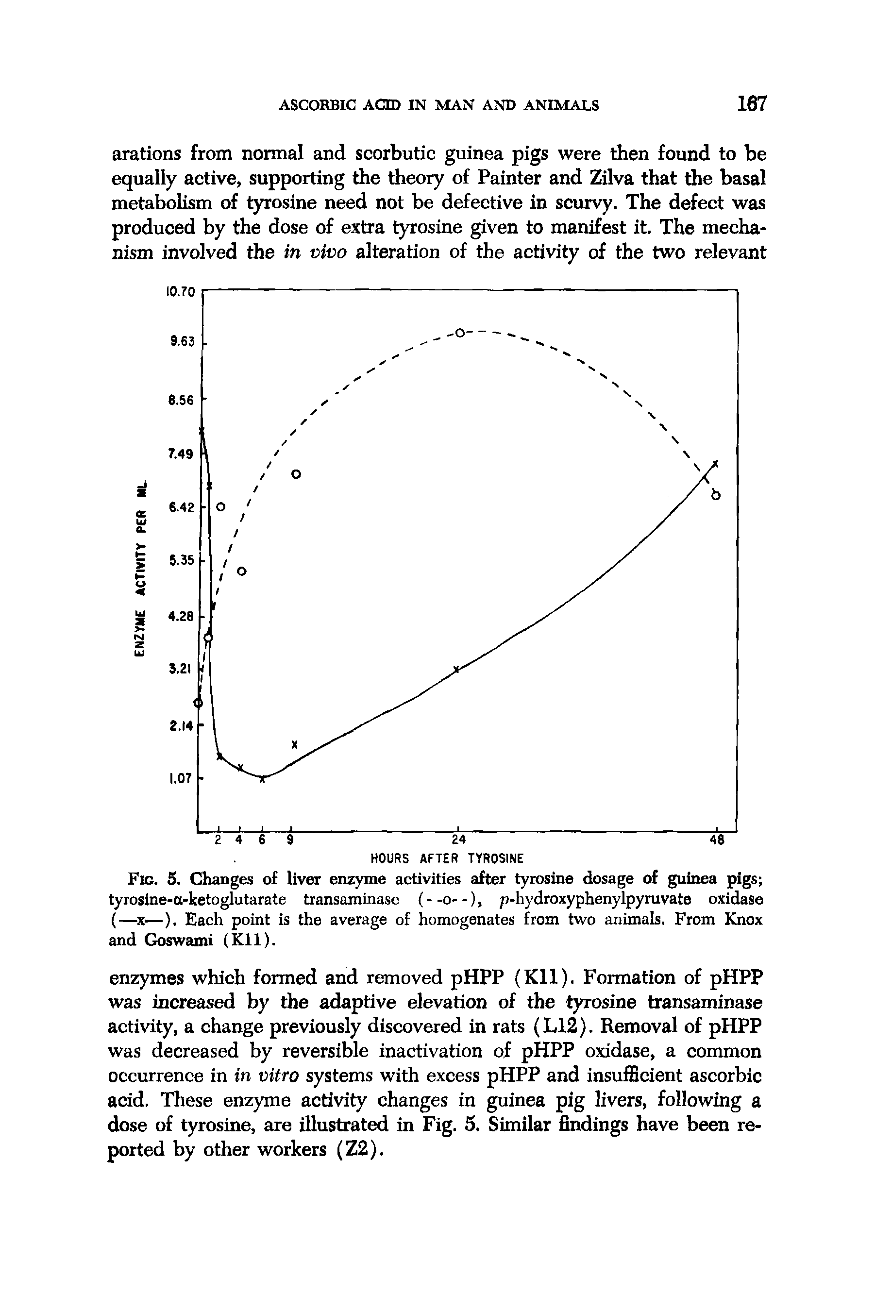 Fig. 5. Changes of liver enzyme activities after tyrosine dosage of guinea pigs tyrosine-a-ketoglutarate transaminase (- -o- -), p-hydroxyphenylpyruvate oxidase (— x—). Each point is the average of homogenates from two animals. From Knox and Goswami (Kll).