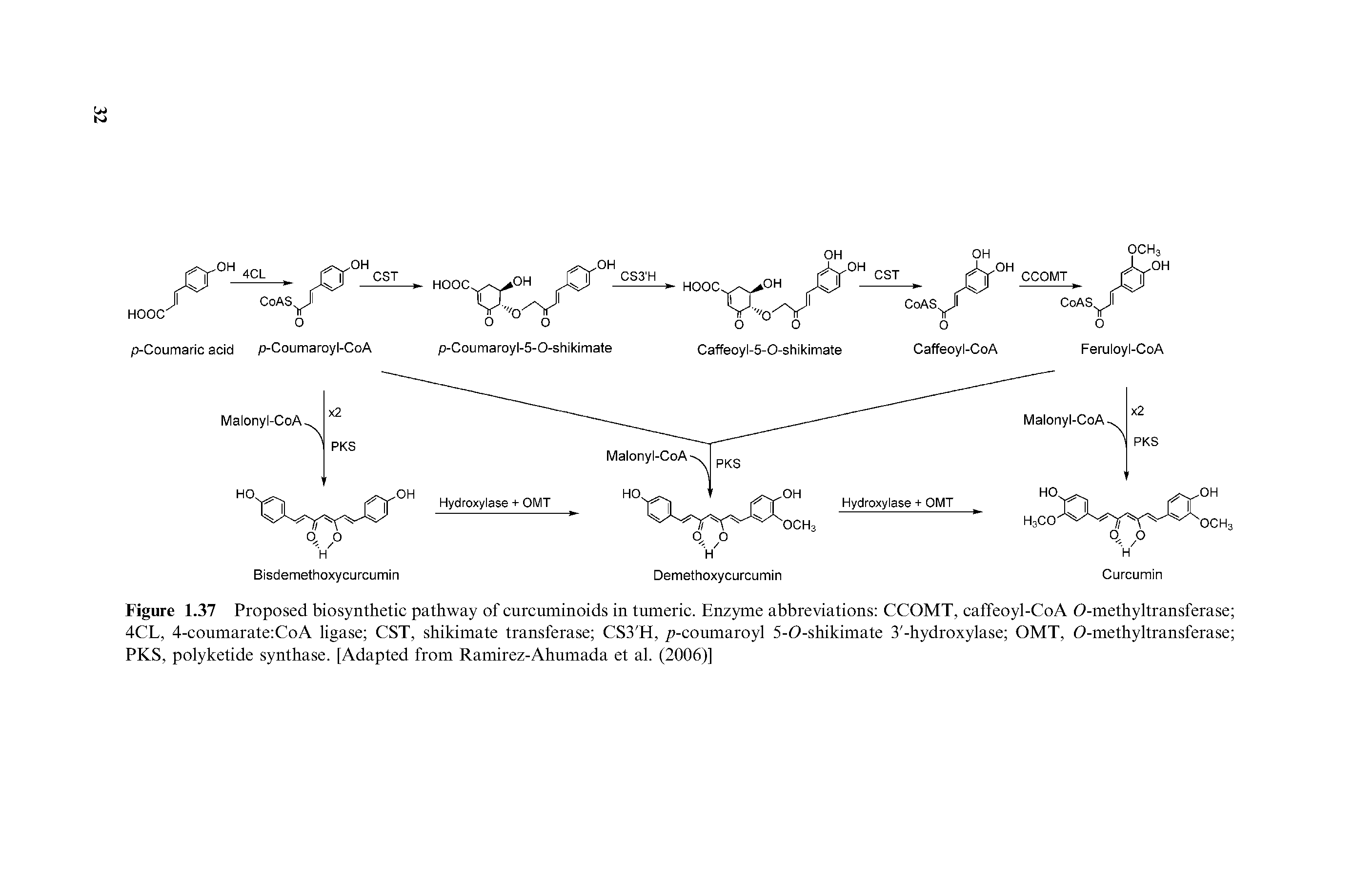 Figure 1.37 Proposed biosynthetic pathway of curcuminoids in tumeric. Enzyme abbreviations CCOMT, caffeoyl-CoA O-methyltransferase 4CL, 4-coumarate CoA ligase CST, shikimate transferase CS3 H, p-coumaroyl 5-O-shikimate 3 -hydroxylase OMT, O-methyltransferase PKS, polyketide synthase. [Adapted from Ramirez-Ahumada et al. (2006)]...
