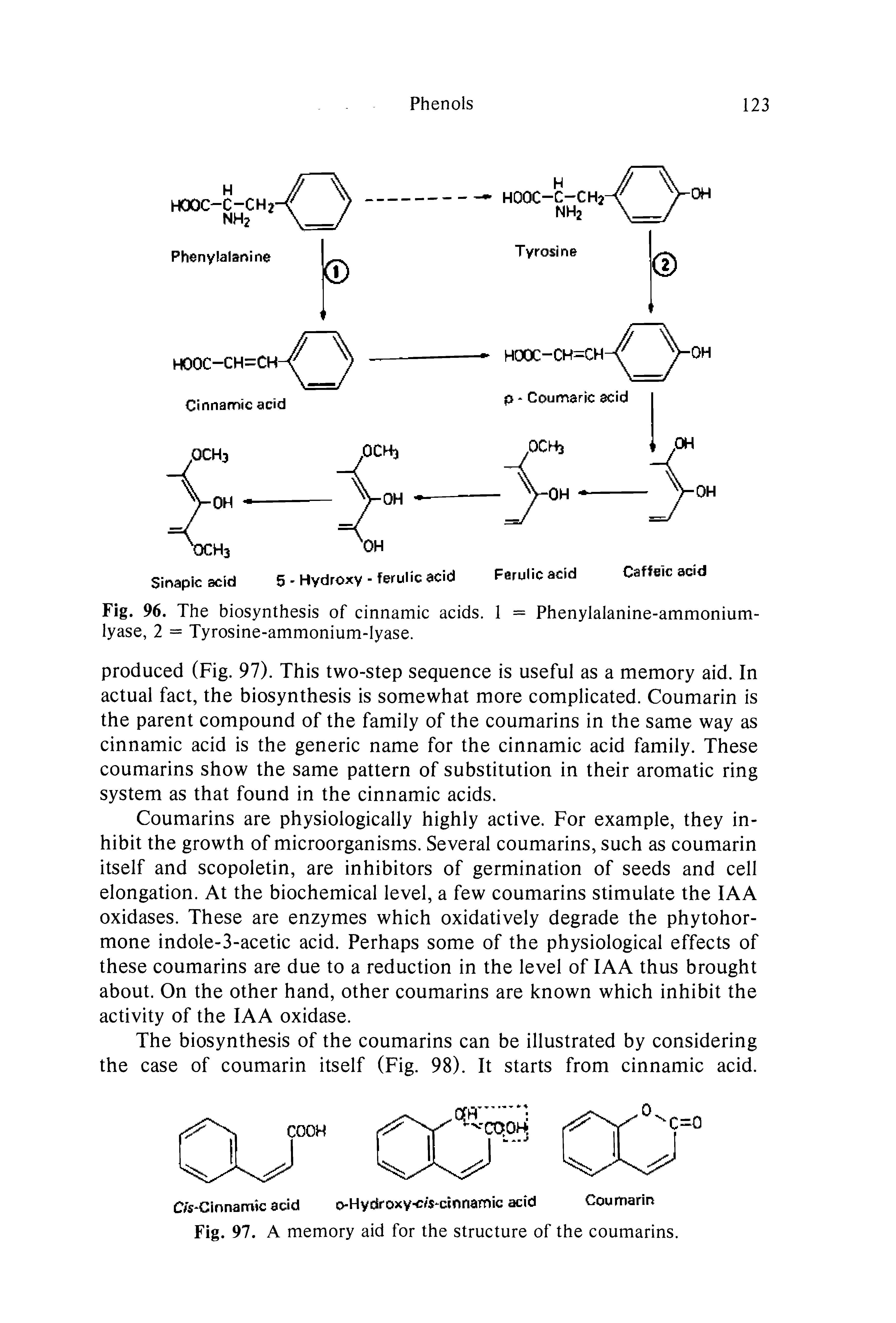 Fig. 96. The biosynthesis of cinnamic acids. 1 = Phenylalanine-ammonium-lyase, 2 = Tyrosine-ammonium-lyase.