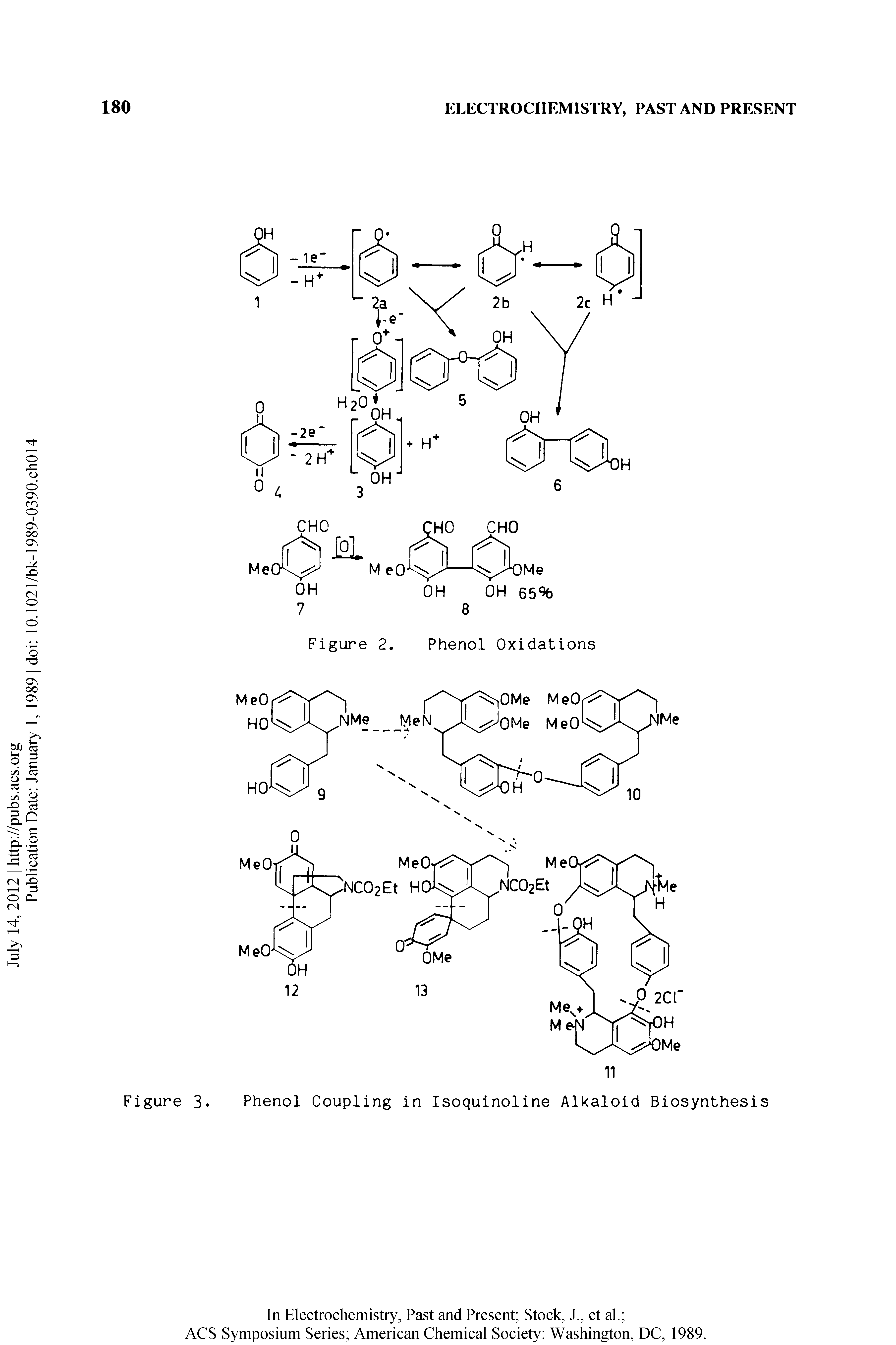 Figure 3. Phenol Coupling in Isoquinoline Alkaloid Biosynthesis...