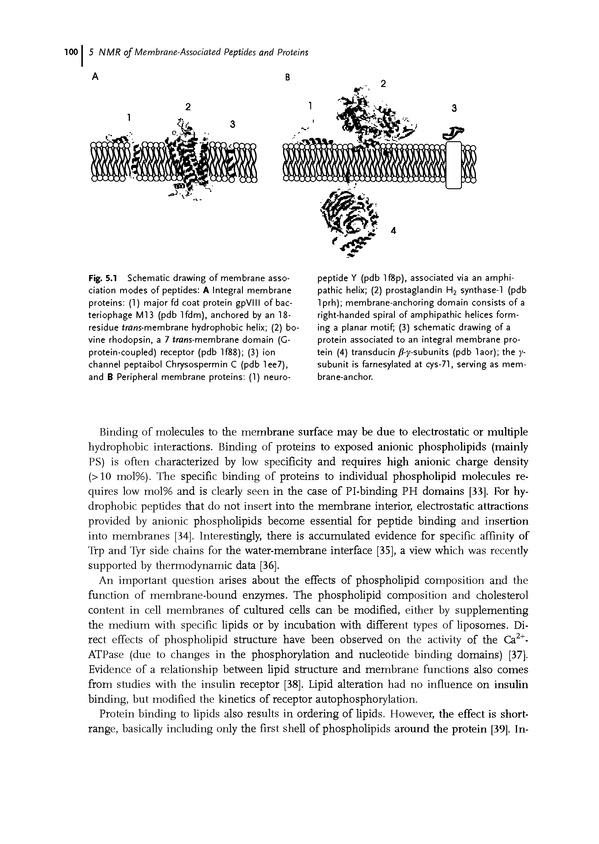 Fig. 5.1 Schematic drawing of membrane association modes of peptides A Integral membrane proteins (1) major fd coat protein gpVIII of bacteriophage Ml 3 (pdb lfdm), anchored by an 18-residue trans-membrane hydrophobic helix (2) bovine rhodopsin, a 7 trans-membrane domain (G-protein-coupled) receptor (pdb lf88) (3) ion channel peptaibol Chrysospermin C (pdb lee7), and B Peripheral membrane proteins (1) neuro-...