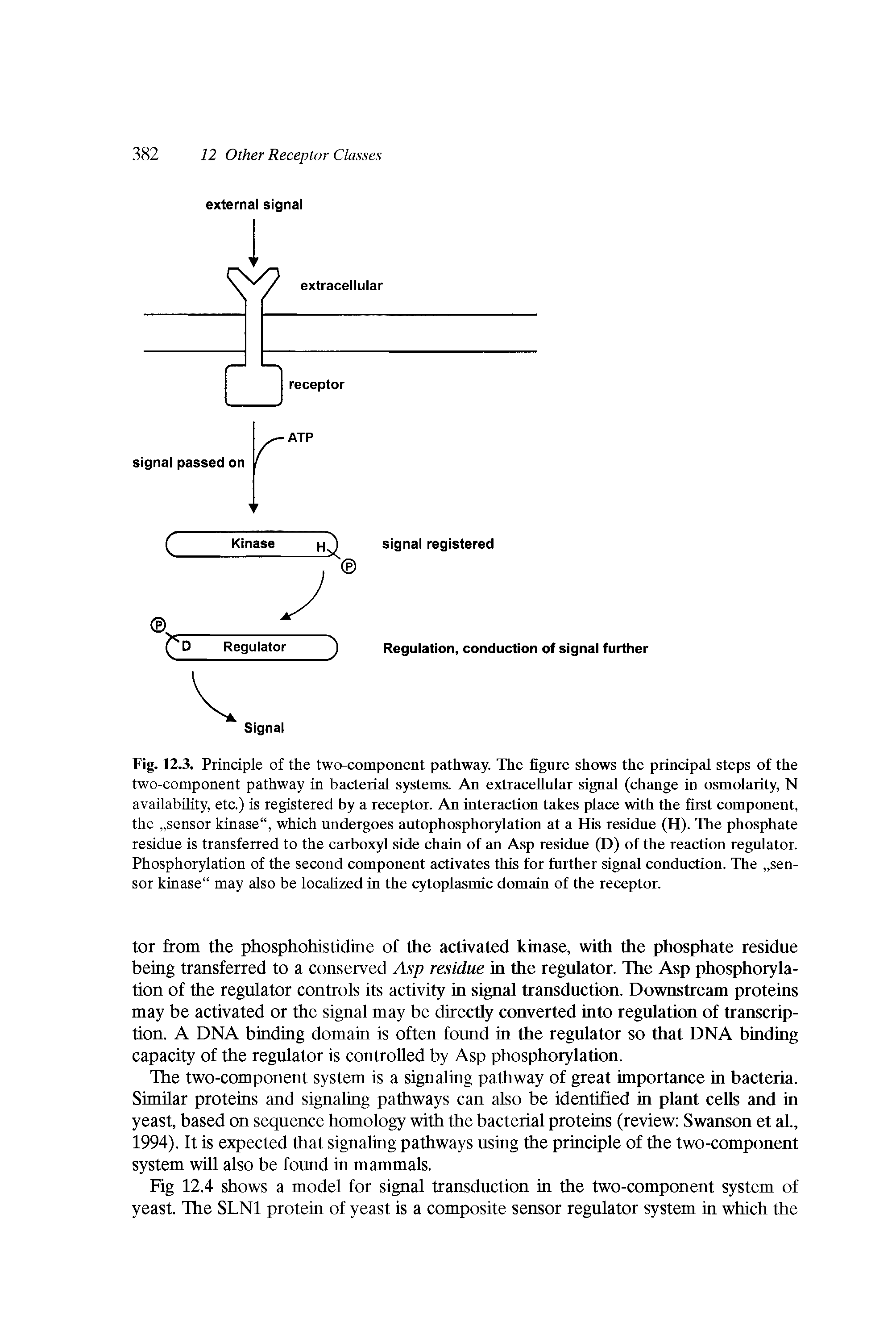 Fig. 12.3. Principle of the two-component pathway. The fignre shows the principal steps of the two-component pathway in bacterial systems. An extraceUnlar signal (change in osmolarity, N availability, etc.) is registered by a receptor. An interaction takes place with the first component, the sensor kinase", which undergoes autophosphorylation at a His residue (H). The phosphate residue is transferred to the carboxyl side chain of an Asp residue (D) of the reaction regulator. Phosphorylation of the second component activates this for further signal conduction. The sen-sor kinase" may also be localized in the cytoplasmic domain of the receptor.