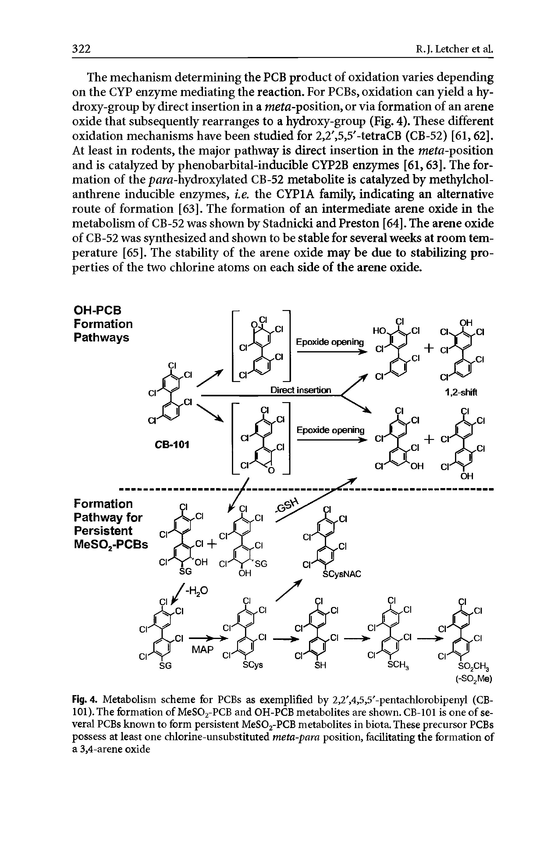 Fig. 4. Metabolism scheme for PCBs as exemplified by 2,2, 4,5,5 -pentachlorobipenyl (CB-101). The formation of MeS02-PCB and OH-PCB metabolites are shown. CB-101 is one of several PCBs known to form persistent MeS02-PCB metabolites in biota. These precursor PCBs possess at least one chlorine-unsubstituted meta-para position, facilitating the formation of a 3,4-arene oxide...