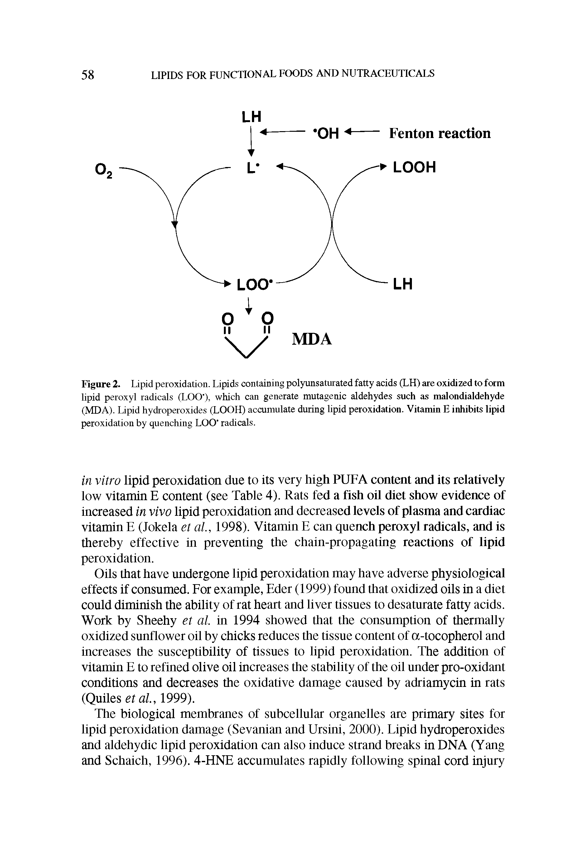 Figure 2. Lipid peroxidation. Lipids containing polyunsaturated fatty acids (LH) are oxidized to form lipid peroxyl radicals (LOO ), which can generate mutagenic aldehydes such as malondialdehyde (MDA). Lipid hydroperoxides (LOOH) accumulate during lipid peroxidation. Vitamin E inhibits lipid peroxidation by quenching LOO radicals.