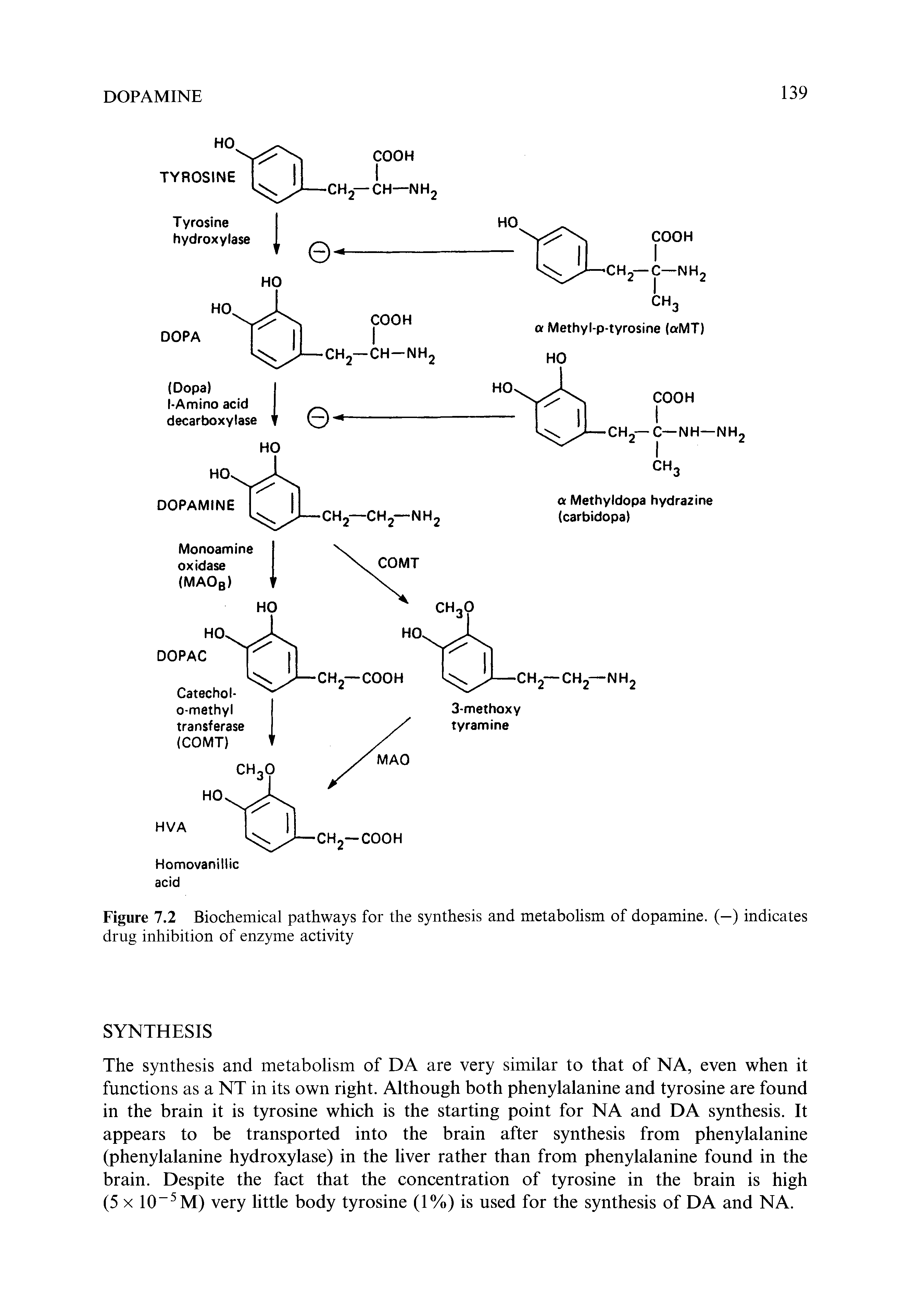 Figure 7.2 Biochemical pathways for the synthesis and metabolism of dopamine. (—) indicates drug inhibition of enzyme activity...