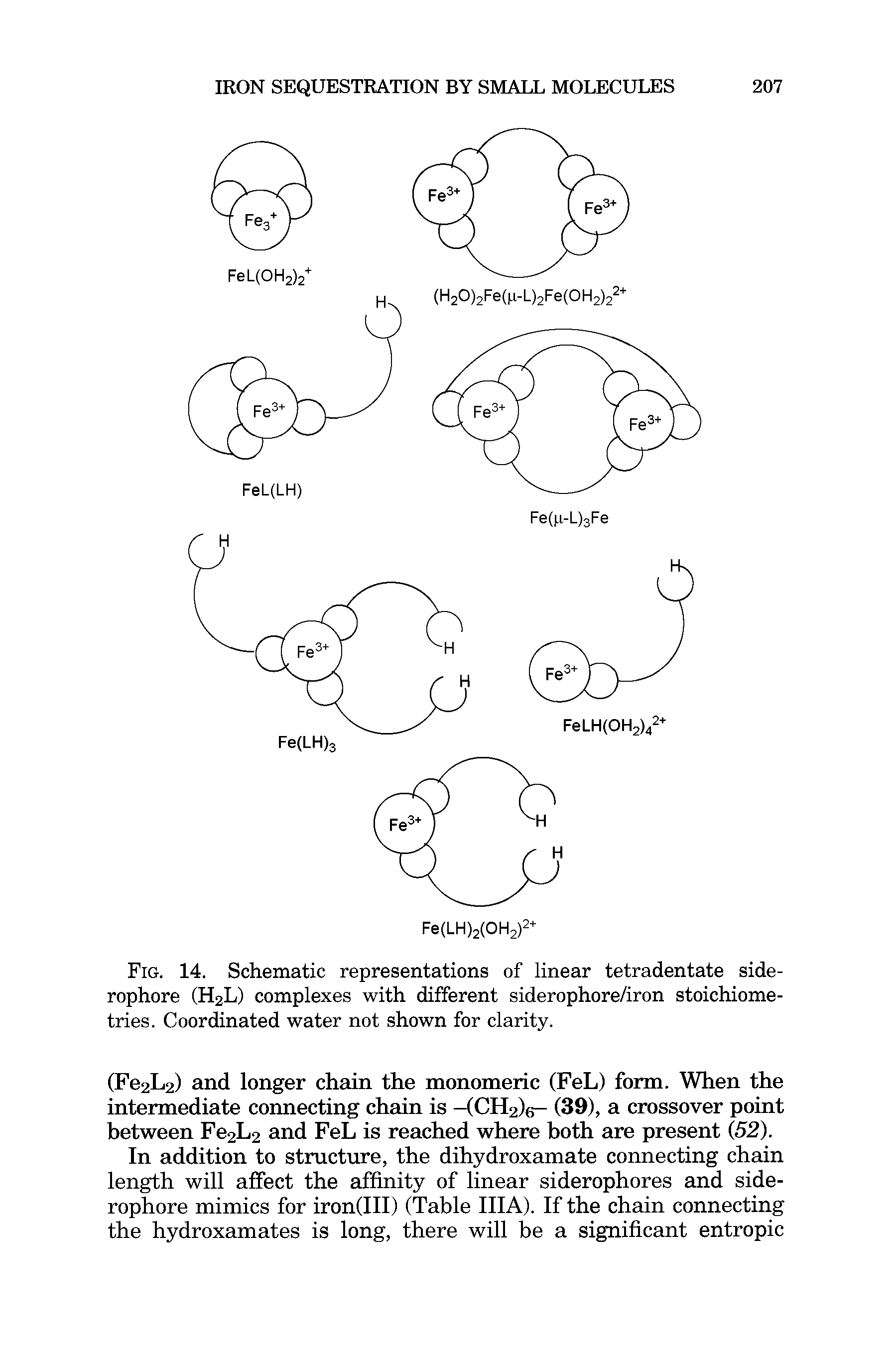 Fig. 14. Schematic representations of linear tetradentate side-rophore (H2L) complexes with different siderophore/iron stoichiometries. Coordinated water not shown for clarity.