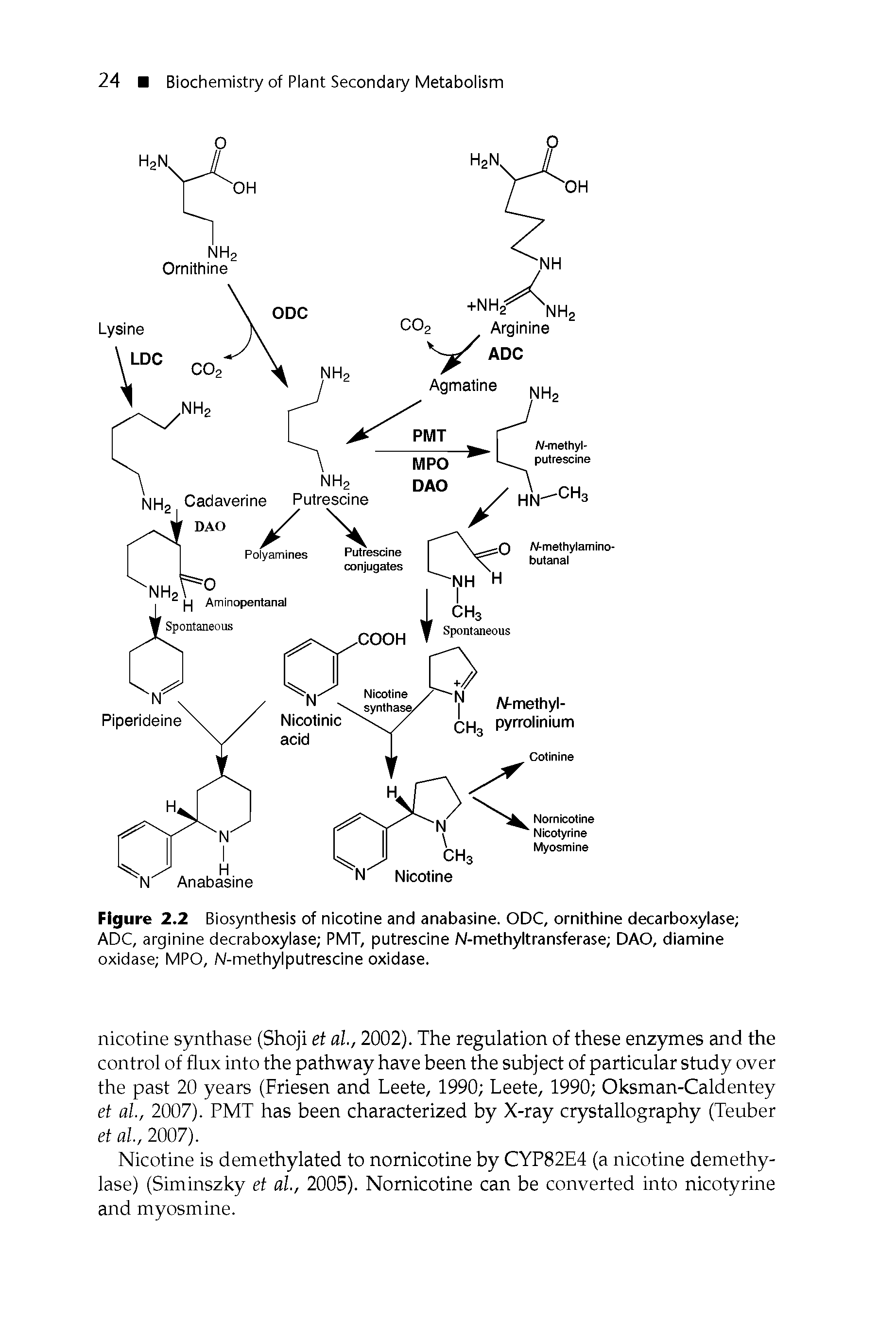 Figure 2.2 Biosynthesis of nicotine and anabasine. ODC, ornithine decarboxylase ADC, arginine decraboxylase PMT, putrescine N-methyltransferase DAO, diamine oxidase MPO, N-methylputresdne oxidase.