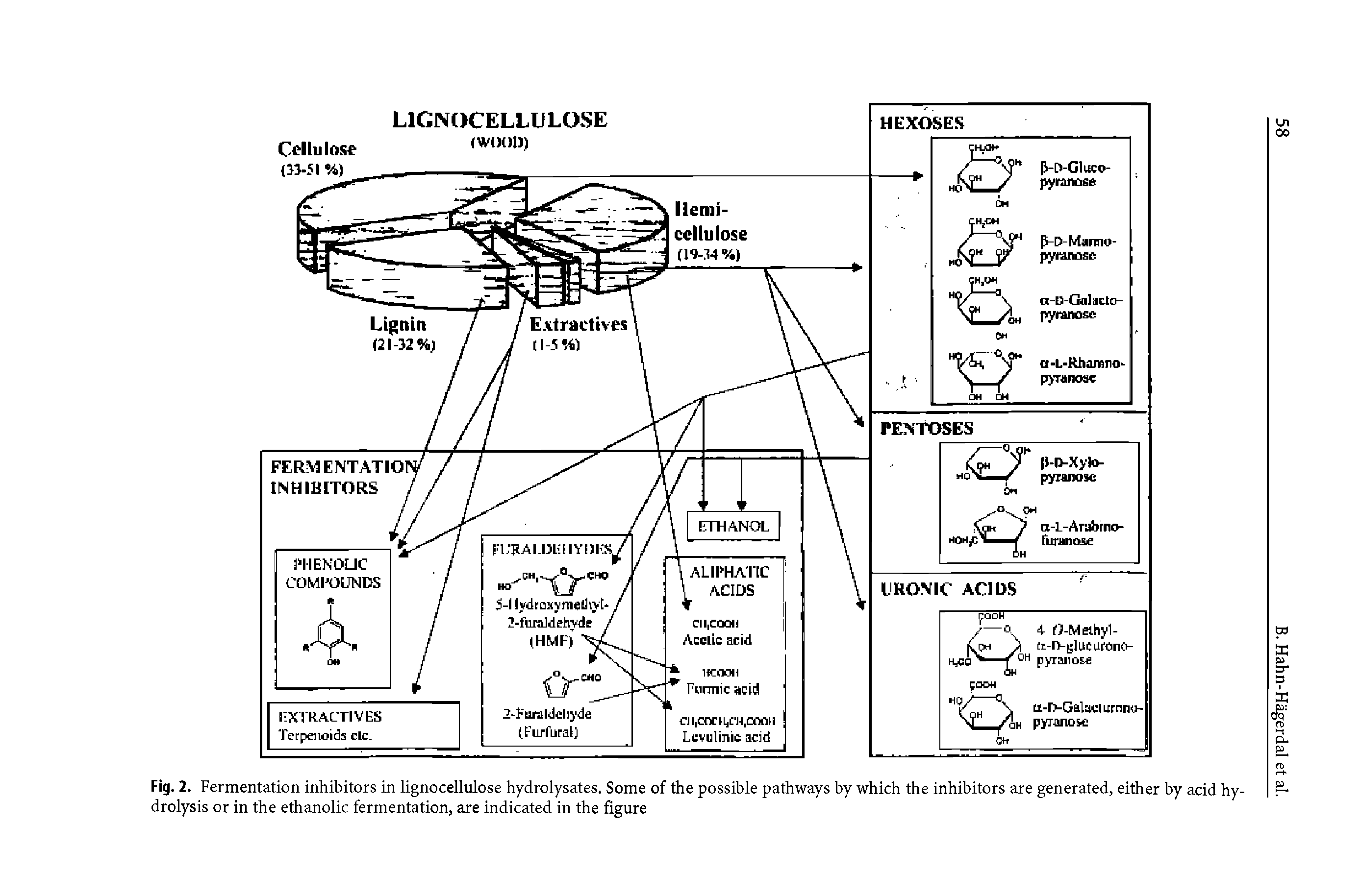 Fig. 2. Fermentation inhibitors in lignocellulose hydrolysates. Some of the possible pathways by which the inhibitors are generated, either by acid hydrolysis or in the ethanolic fermentation, are indicated in the figure...