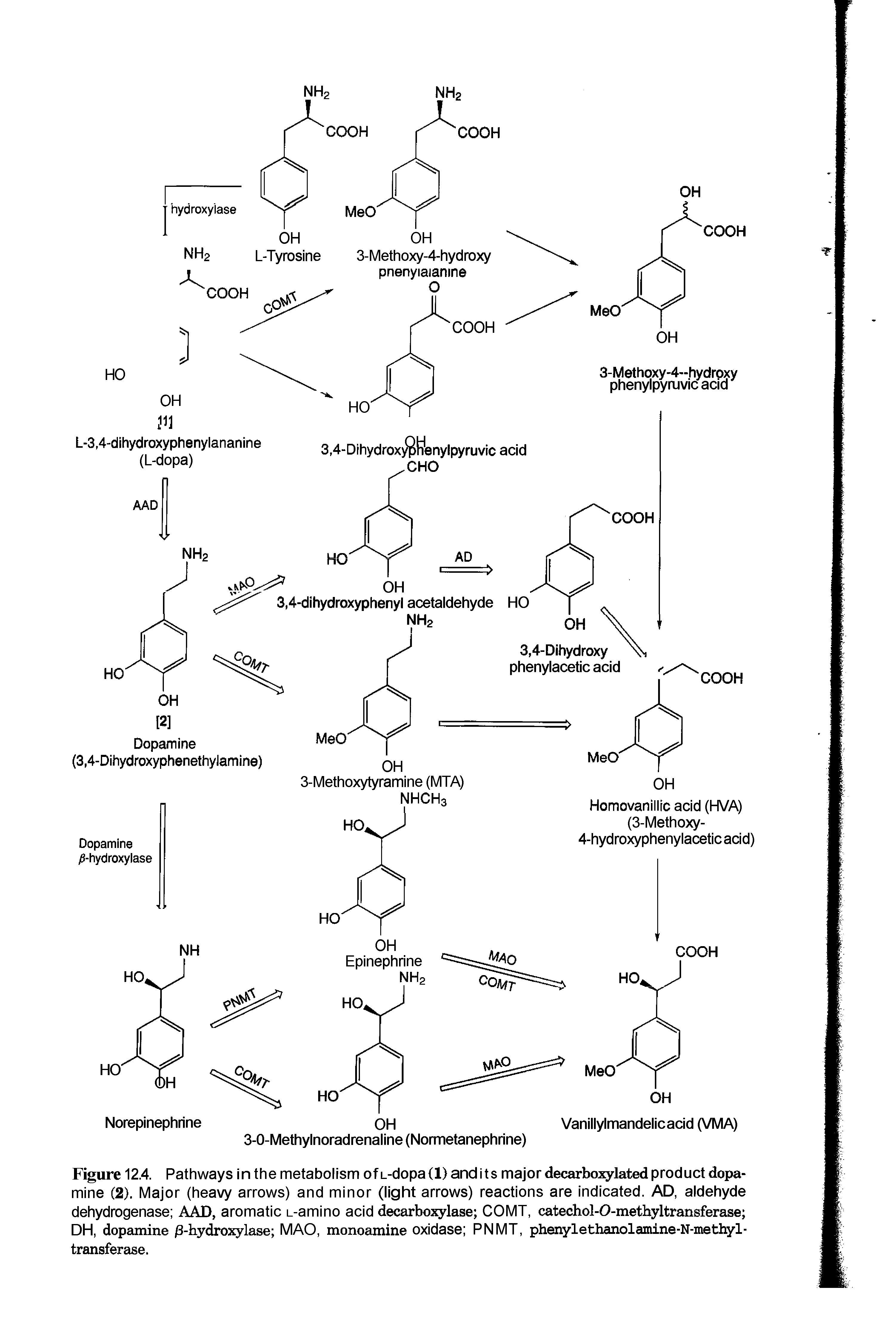 Figure 12.4. Pathways in the metabolism of L-dopa (1) and its major decarboxylated product dopamine (2). Major (heavy arrows) and minor (light arrows) reactions are indicated. AD, aldehyde dehydrogenase AAD, aromatic L-amino acid decarboxylase COMT, catechol-O-methyltransferase DH, dopamine jS-hydroxylase MAO, monoamine oxidase PNMT, phenylethanolamine-N-methyl-transferase.