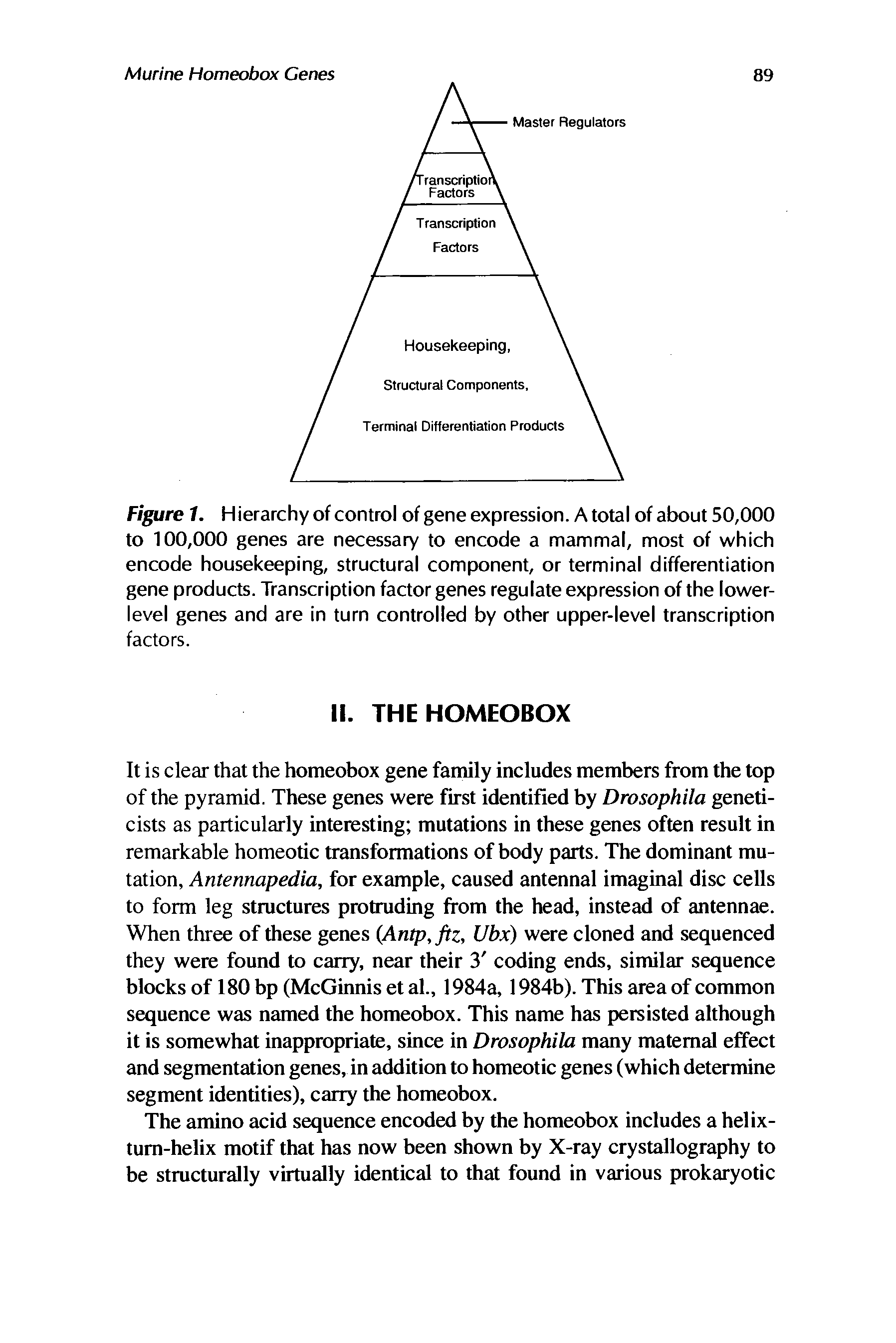 Figure 1. Hierarchy of control of gene expression. A total of about 50,000 to 100,000 genes are necessary to encode a mammal, most of which encode housekeeping, structural component, or terminal differentiation gene products. Transcription factor genes regulate expression of the lower-level genes and are in turn controlled by other upper-level transcription factors.