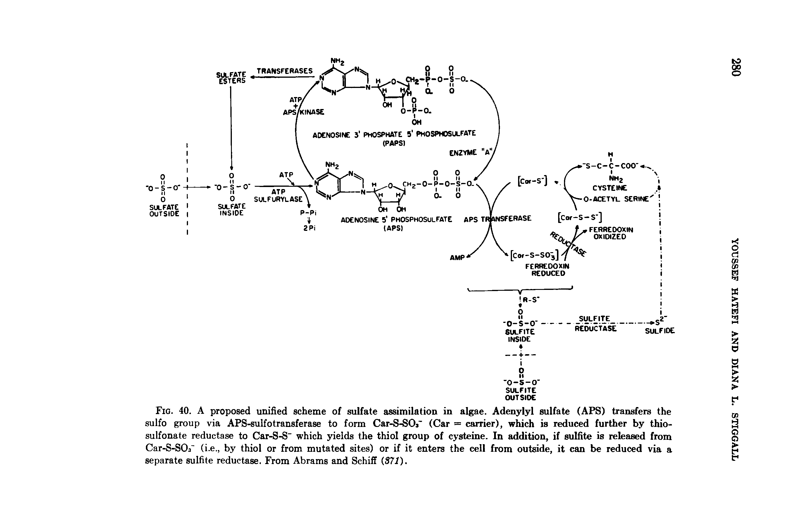 Fig. 40. A proposed unified scheme of sulfate assimilation in algae. Adenylyl sulfate (APS) transfers the sulfo group via APS-sulfotransferase to form Car-S-SOr (Car = carrier), which is reduced further by thio-sulfonate reductase to Car-S-S which yields the thiol group of cysteine. In addition, if sulfite is released from Car-S-SOa (i.e., by thiol or from mutated sites) or if it enters the cell from outside, it can be reduced via a separate sulhte reductase. From Abrams and Schiff (57i).