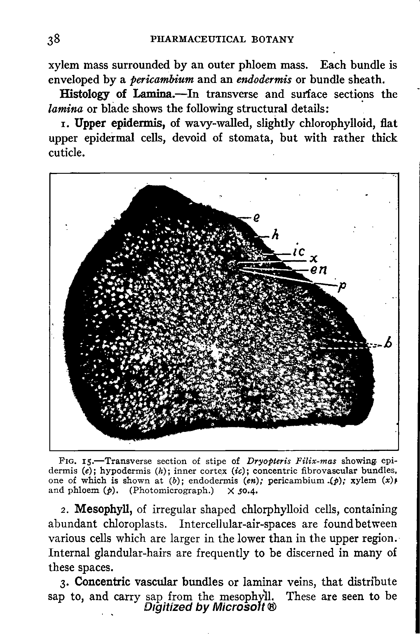 Fig. 15.—Transverse section of stipe of Dryopteris Filix-mas showing- epidermis (e) hypodermis (/i) inner cortex (tc) concentric fibre vascular bundles, one of which is shown at (b) endodermis (en) pericambium xylem and phloem (p). (Photomicrograph.) X iO.4.