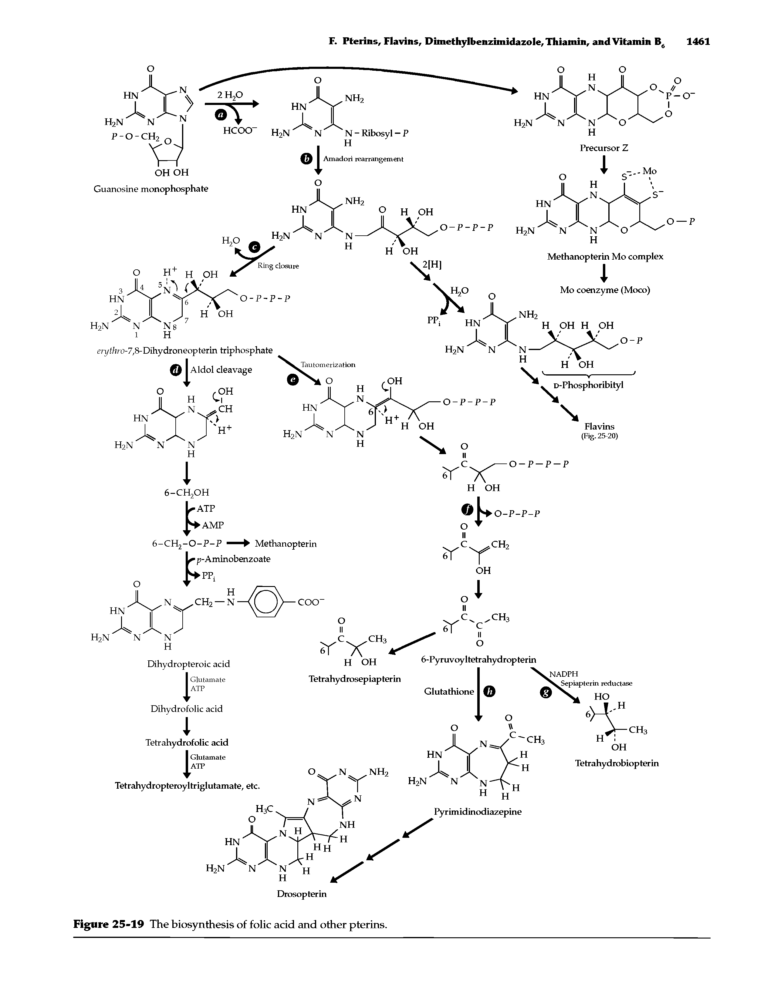 Figure 25-19 The biosynthesis of folic acid and other pterins.