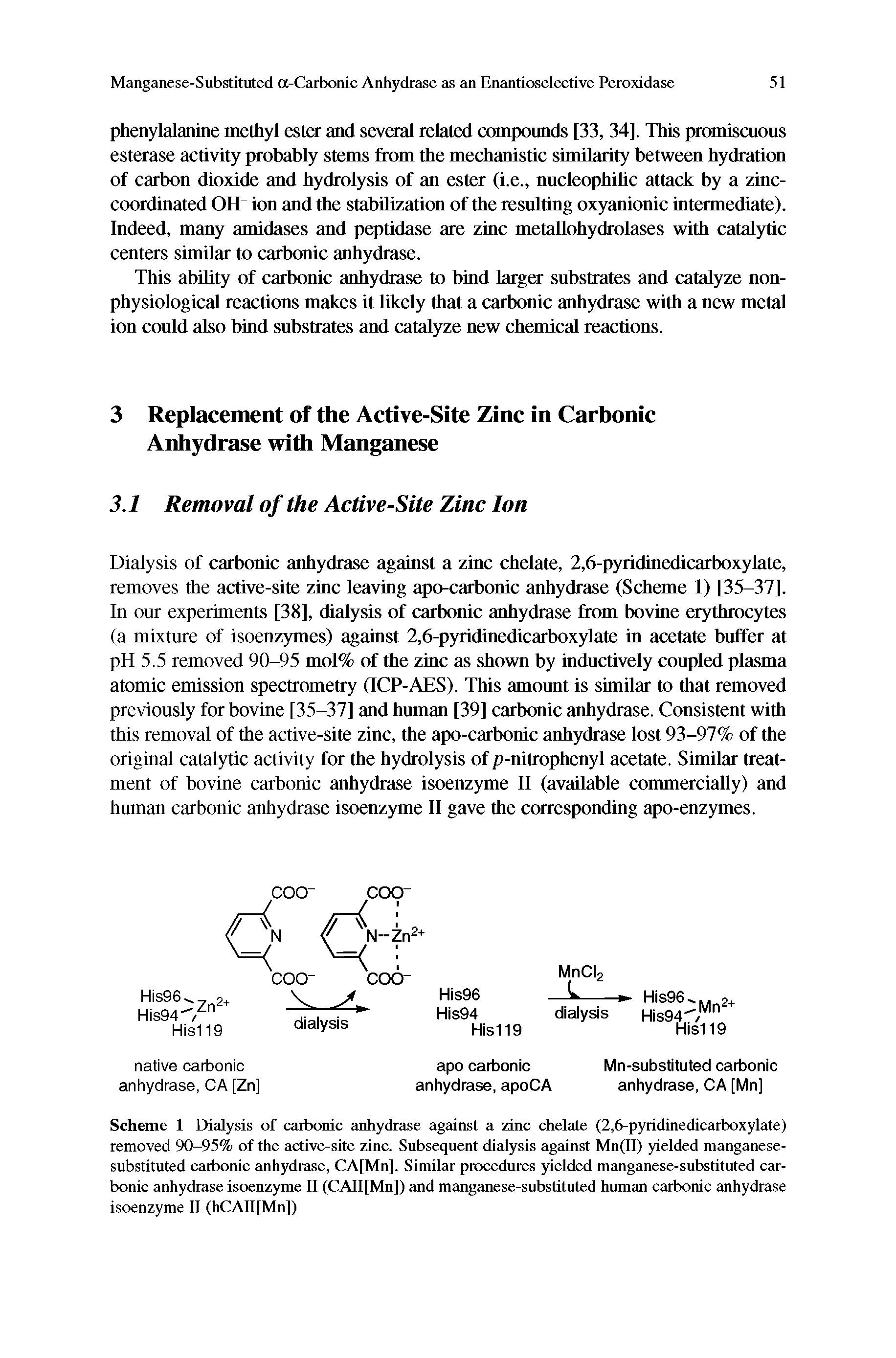 Scheme 1 Dialysis of carbonic anhydrase against a zinc chelate (2,6-pyridinedicarboxylate) removed 90-95% of the active-site zinc. Subsequent dialysis against Mn(ll) yielded manganese-substituted carbonic anhydrase, CA[Mn]. Similar procedures yielded manganese-substituted carbonic anhydrase isoenzyme 11 (CAll[Mn]) and manganese-substituted human carbonic anhydrase isoenzyme II (hCAII[Mn])...
