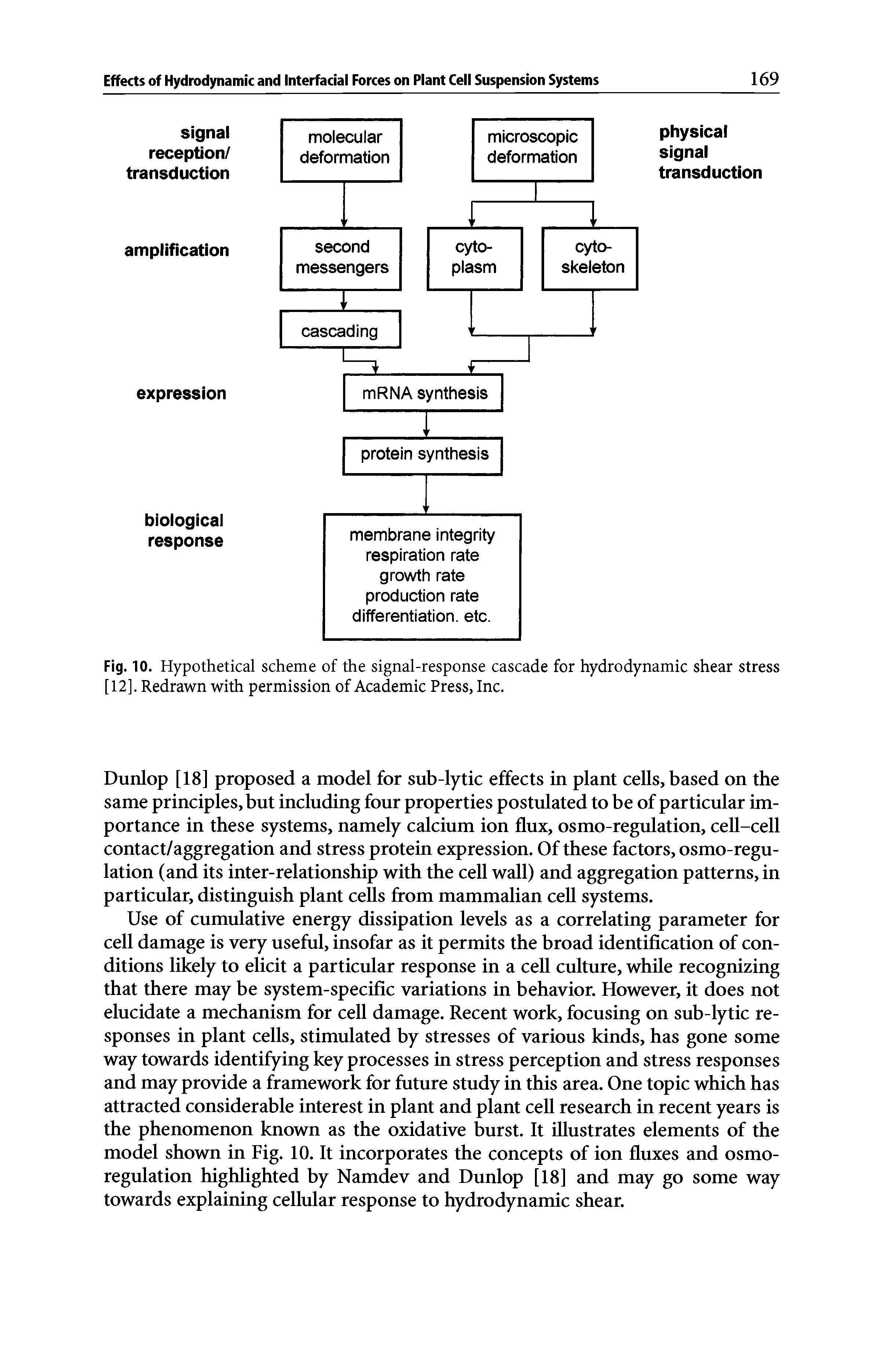 Fig. 10. Hypothetical scheme of the signal-response cascade for hydrodynamic shear stress [12]. Redrawn with permission of Academic Press, Inc.