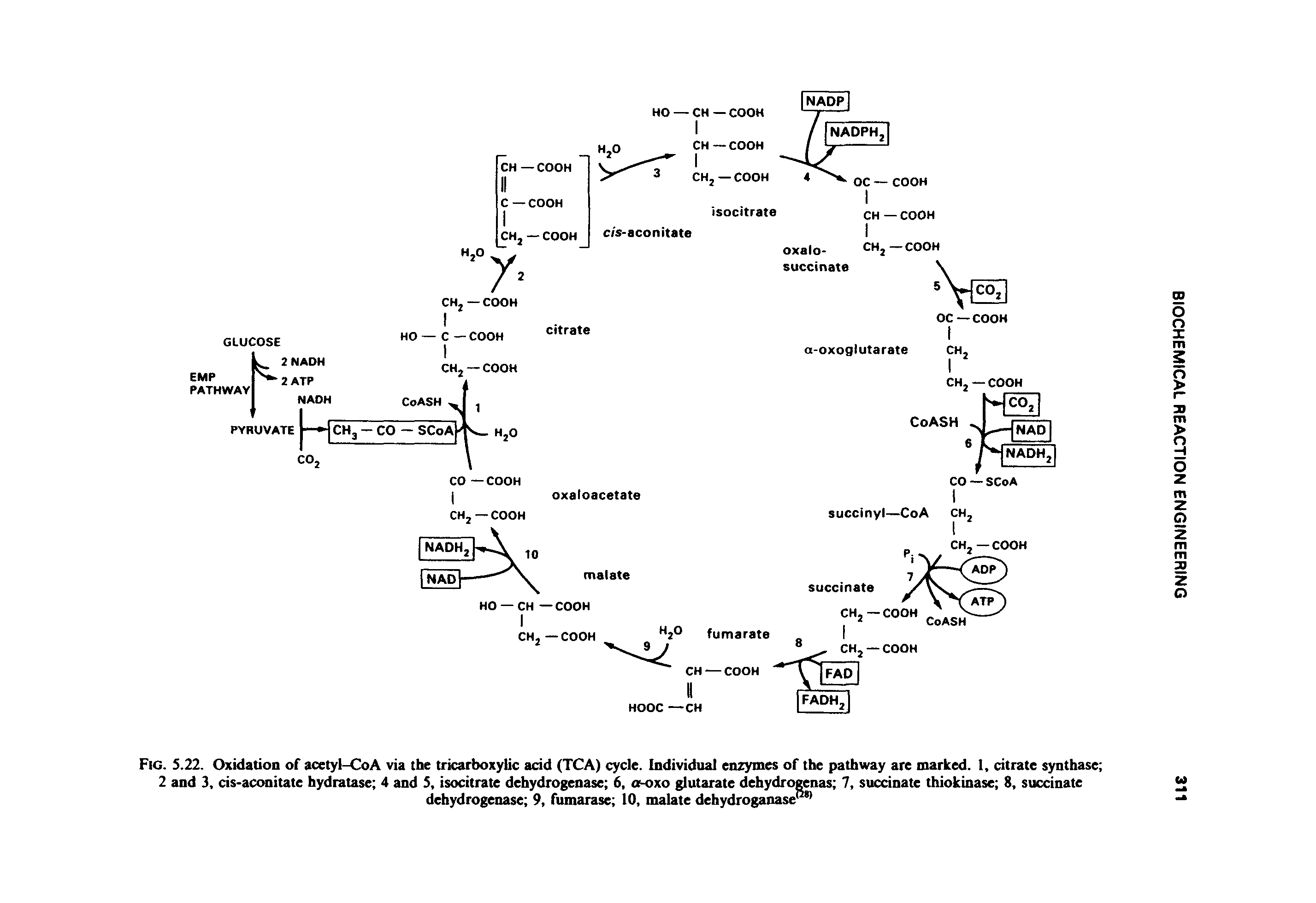 Fig. 5.22. Oxidation of acetyl-CoA via the tricarboxylic acid (TCA) cycle. Individual enzymes of the pathway are marked. 1, citrate synthase 2 and 3, cis-aconitate hydratase 4 and 3, isocitrate dehydrogenase 6, a-oxo glutarate dehydrogenas 7, succinate thiokinase 8, succinate...