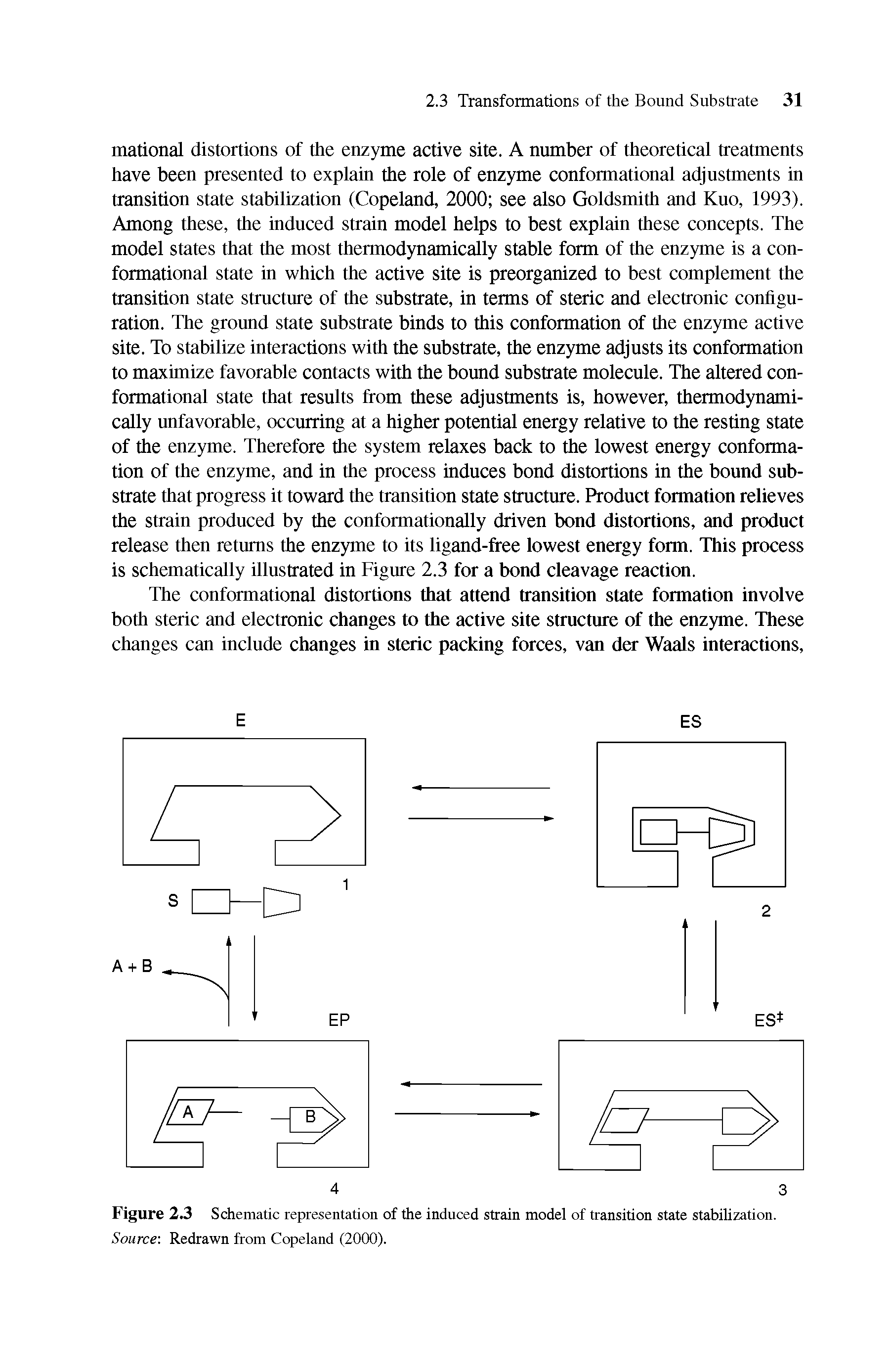 Figure 2.3 Schematic representation of the induced strain model of transition state stabilization. Source Redrawn from Copeland (2000).