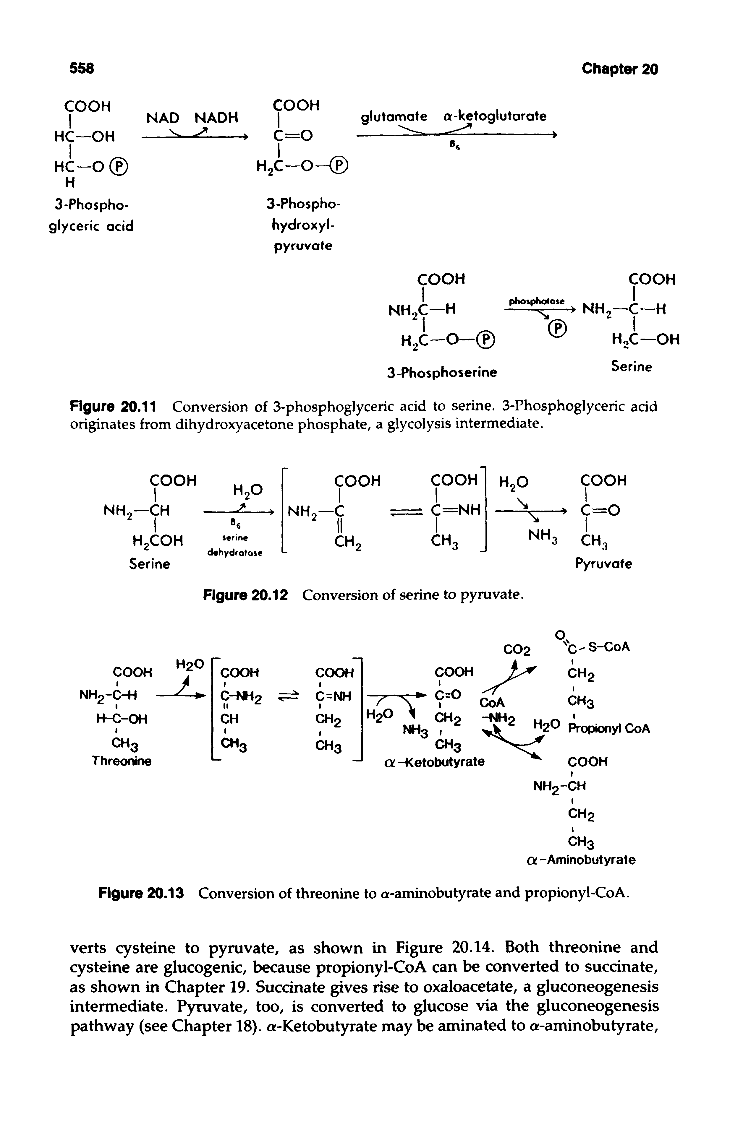 Figure 20.11 Conversion of 3-phosphoglyceric acid to serine. 3-Phosphoglyceric acid originates from dihydroxyacetone phosphate, a glycolysis intermediate.