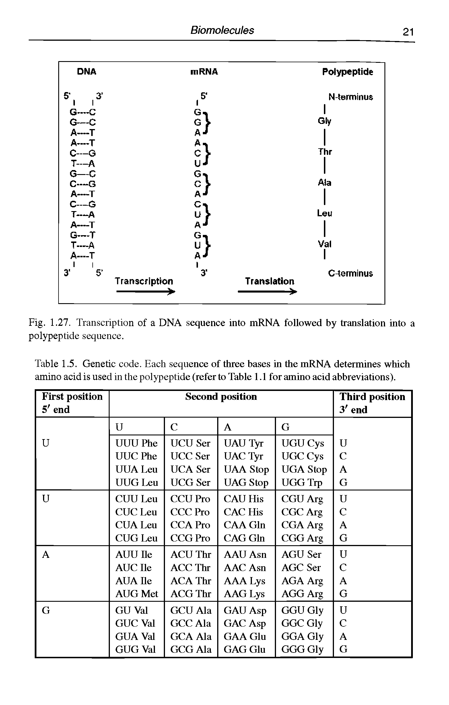 Table 1.5. Genetic code. Each sequence of three bases in the mRNA determines which amino acid is used in the polypeptide (refer to Table 1.1 for amino acid abbreviations).