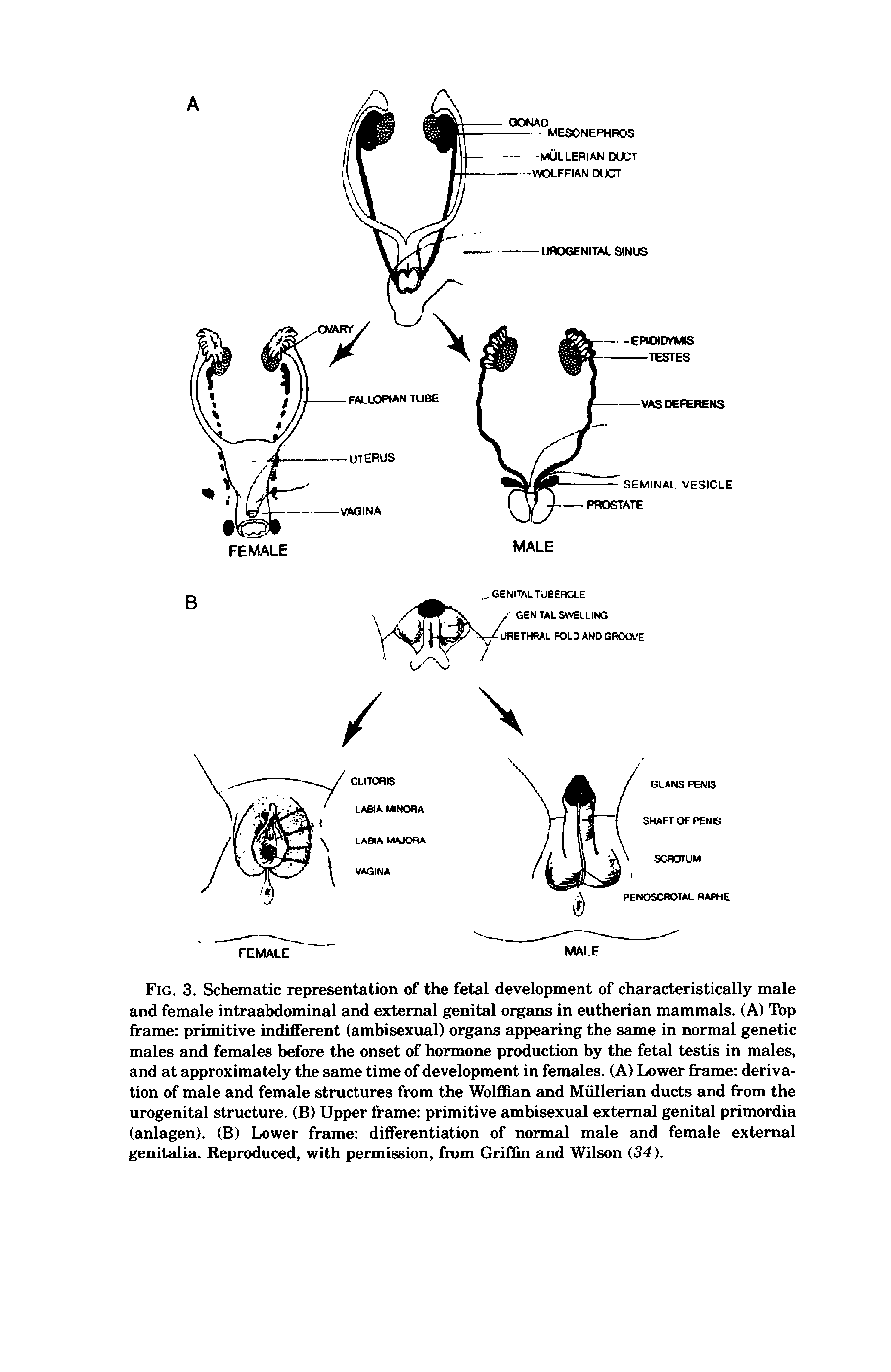 Fig. 3. Schematic representation of the fetal development of characteristically male and female intraabdominal and external genital organs in eutherian mammals. (A) Top frame primitive indifferent (ambisexual) organs appearing the same in normal genetic males and females before the onset of hormone production by the fetal testis in males, and at approximately the same time of development in females. (A) Lower frame derivation of male and female structures from the Wolffian and Mullerian ducts and from the urogenital structure. (B) Upper frame primitive ambisexual external genital primordia (anlagen). (B) Lower freune differentiation of normal male and female external genitalia. Reproduced, with permission, from Griffin and Wilson (34).
