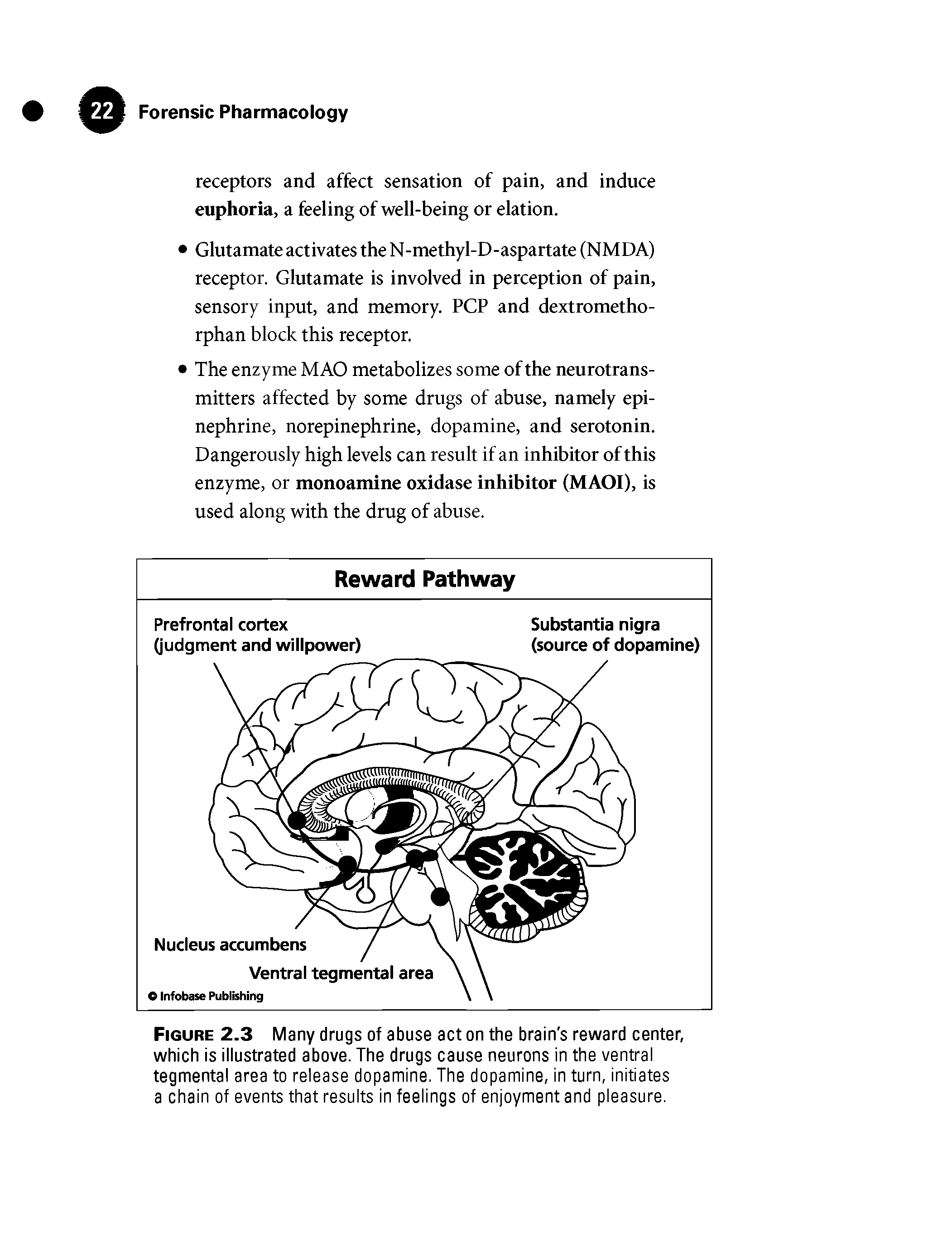 Figure 2.3 Many drugs of abuse act on the brain s reward center, which is illustrated above. The drugs cause neurons in the ventral tegmental area to release dopamine. The dopamine, in turn, initiates a chain of events that results in feelings of enjoyment and pleasure.