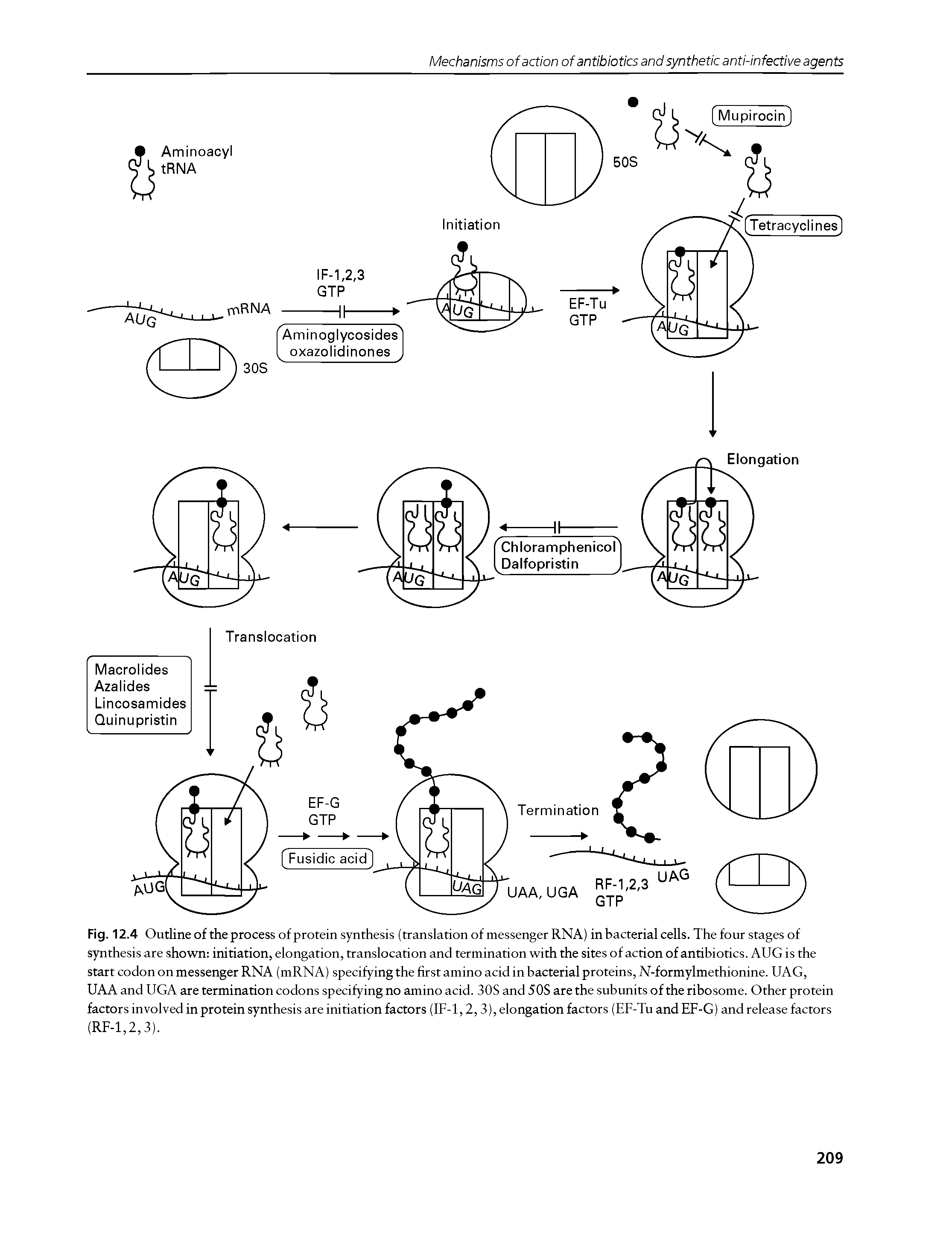 Fig. 12.4 Outline of the process of protein synthesis (translation of messenger RNA) in bacterial cells. The four stages of synthesis are shown initiation, elongation, translocation and termination with the sites of action of antibiotics. AUG is the start codon on messenger RNA (mRNA) specifying the first amino acid in bacterial proteins, N-formylmethionine. UAG, UAA and UGA are termination codons specifying no amino acid. 30S and 50S are the subunits of the ribosome. Other protein factors involved in protein synthesis are initiation factors (IF-1,2,3), elongation factors (EF-Tu and EF-G) and release factors (RF-1,2,3).