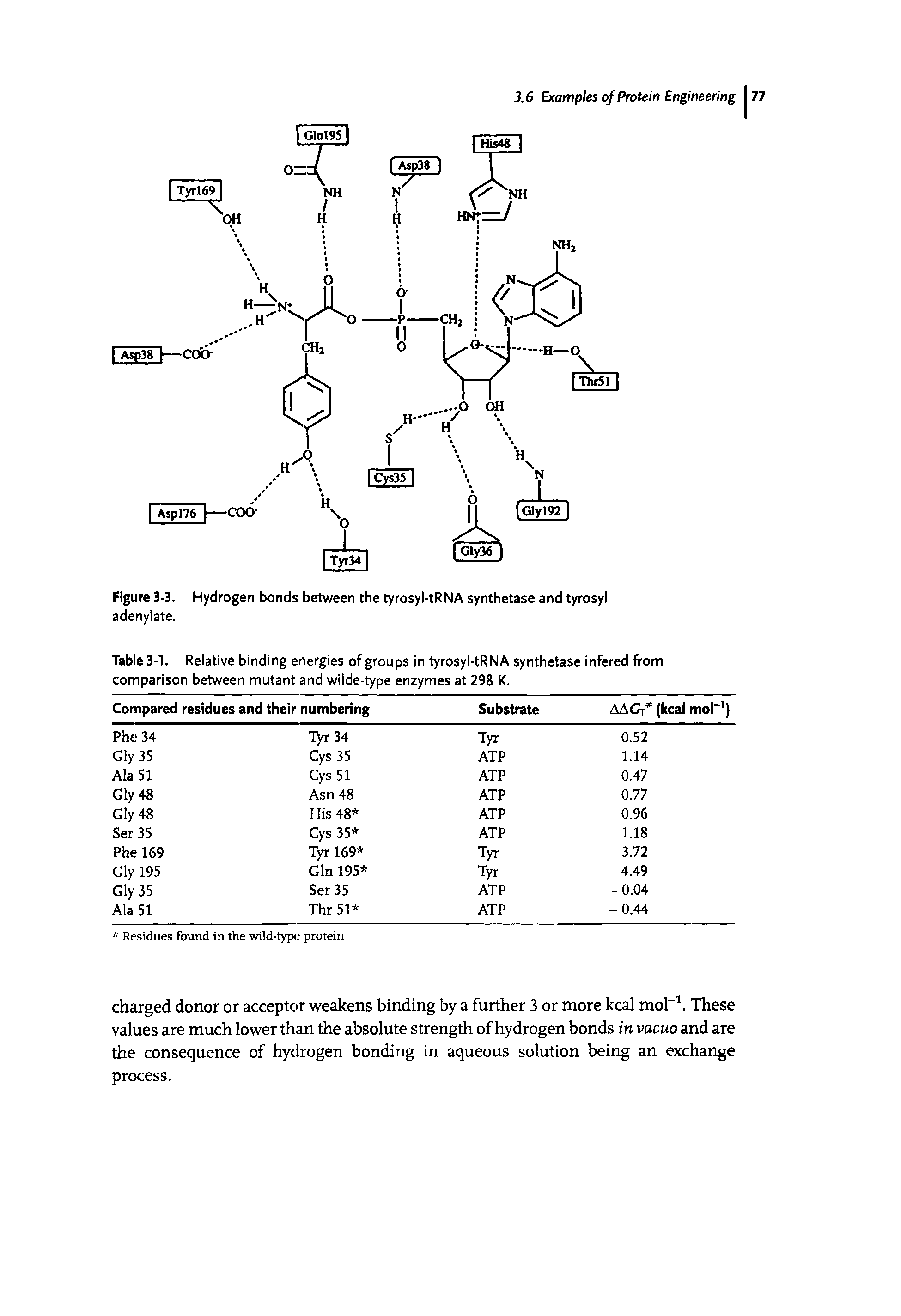 Figure 3-3. Hydrogen bonds between the tyrosyl-tRNA synthetase and tyrosyl adenylate.