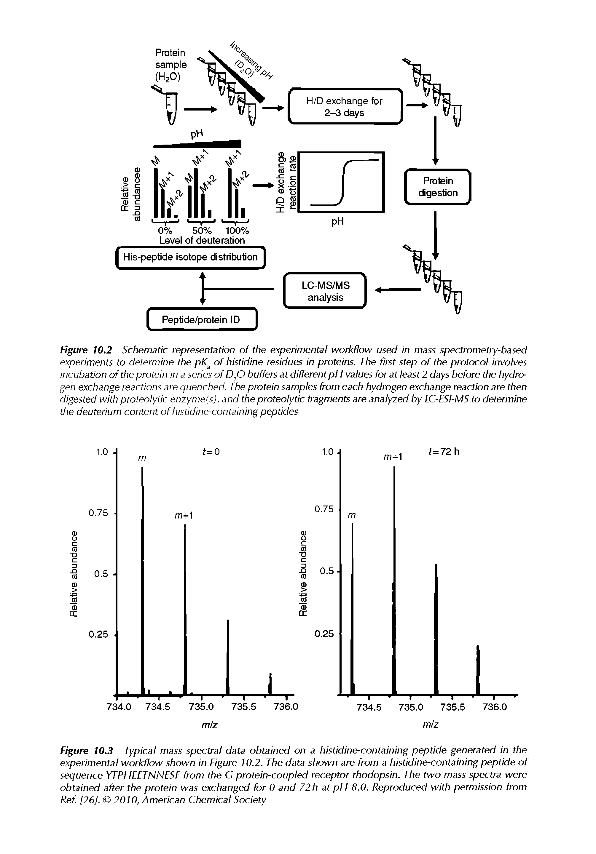 Figure 10.3 Typical mass spectral data obtained on a histidine-containing peptide generated in the experimental workflow shown in Figure 10.2. The data shown are from a histidine-containing peptide of sequence YTPHEETNNESF from the G protein-coupled receptor rhodopsin. The two mass spectra were obtained after the protein was exchanged for 0 and 72 h at pH 8.0. Reproduced with permission from Ref [26]. 2010, American Chemical Society...