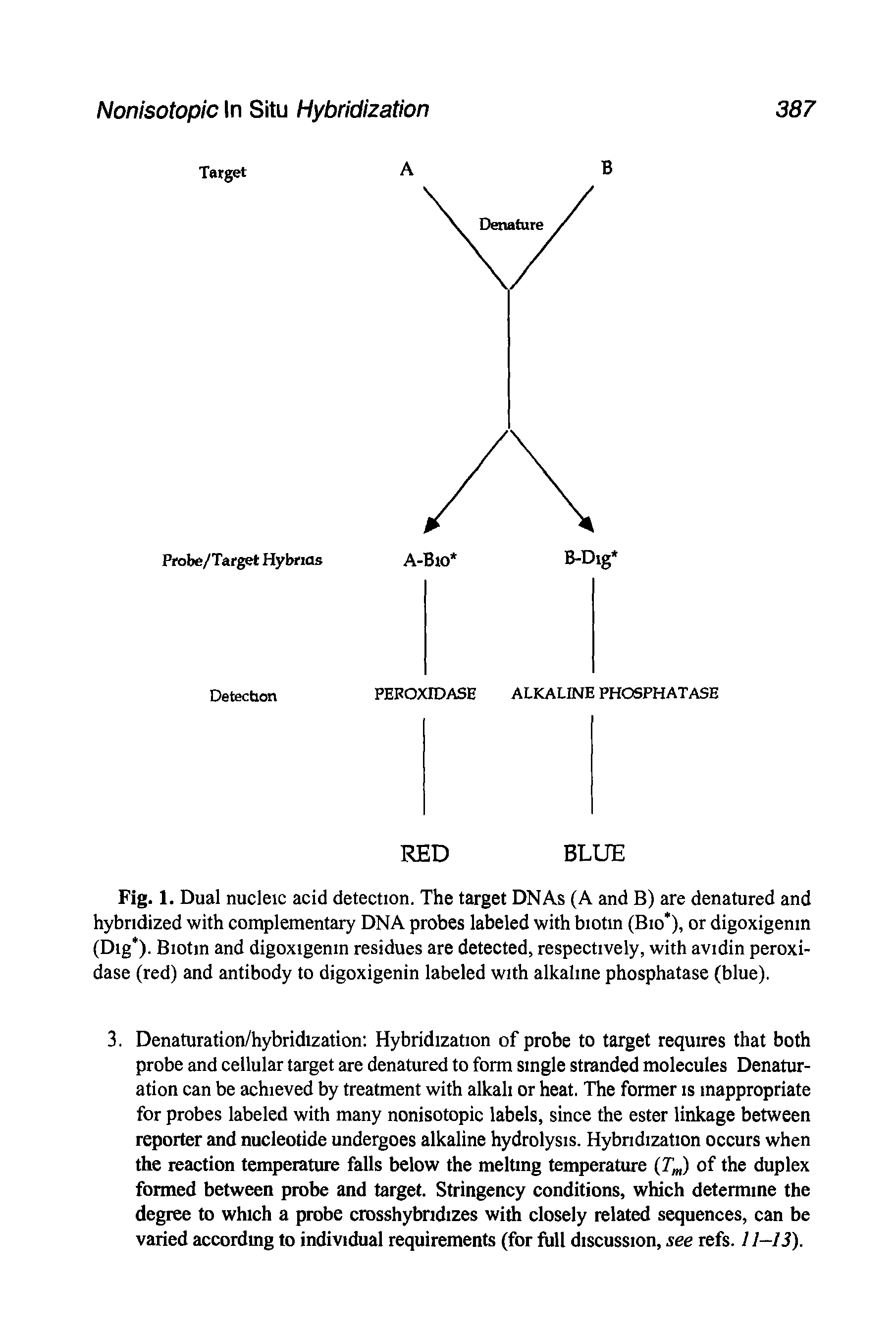 Fig. 1. Dual nucleic acid detection. The target DNAs (A and B) are denatured and hybridized with complementary DNA probes labeled with biotin (Bio ), or digoxigenm (Dig ). Biotin and digoxigenm residues are detected, respectively, with avidin peroxidase (red) and antibody to digoxigenin labeled with alkaline phosphatase (blue).