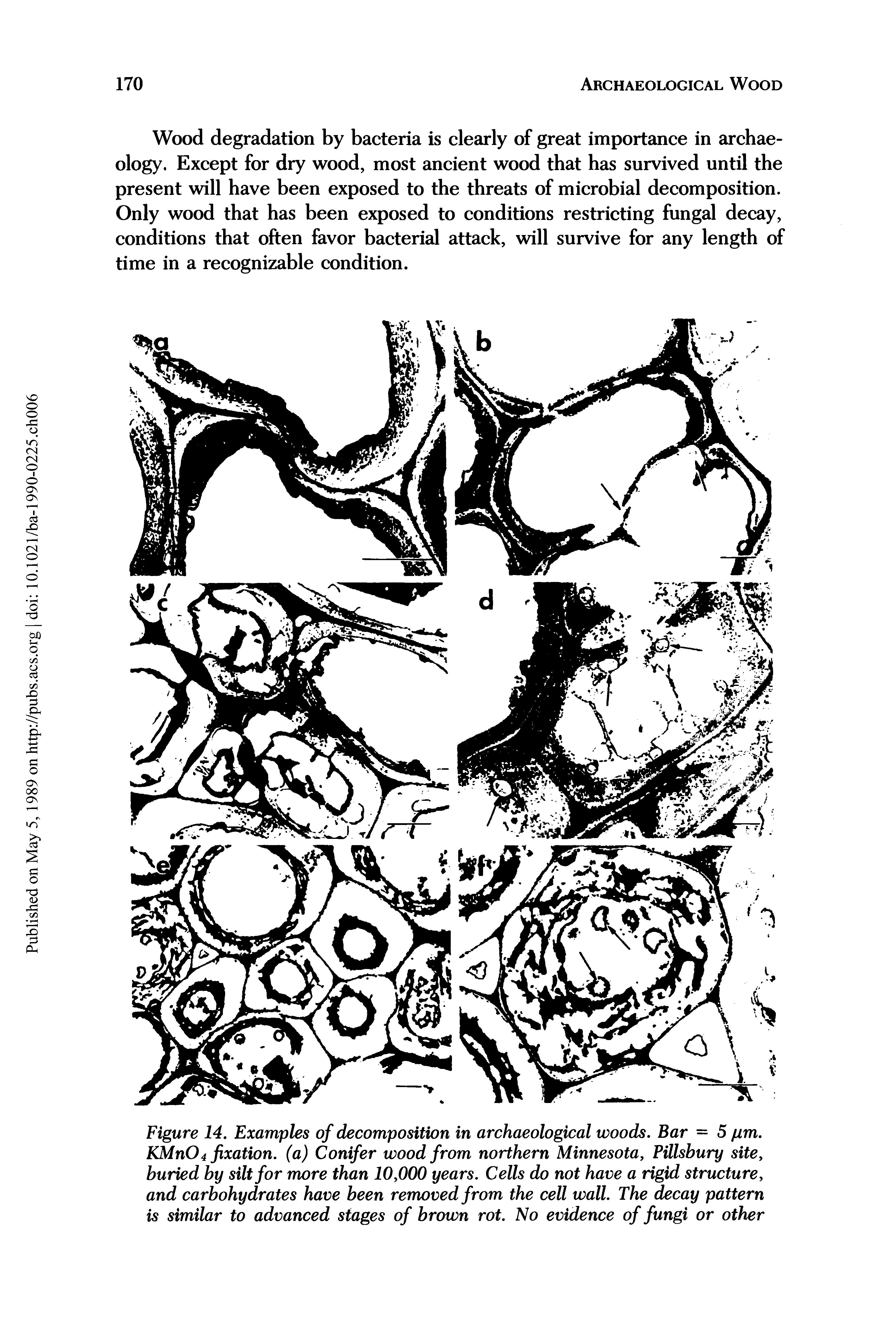 Figure 14. Examples of decomposition in archaeological woods. Bar = 5 pm. KMnO4 fixation, (a) Conifer wood from northern Minnesota, PUlsbury site, buried by silt for more than 10,000 years. Cells do not have a rigid structure, and carbohydrates have been removed from the cell wall. The decay pattern is similar to advanced stages of brown rot. No evidence of fungi or other...