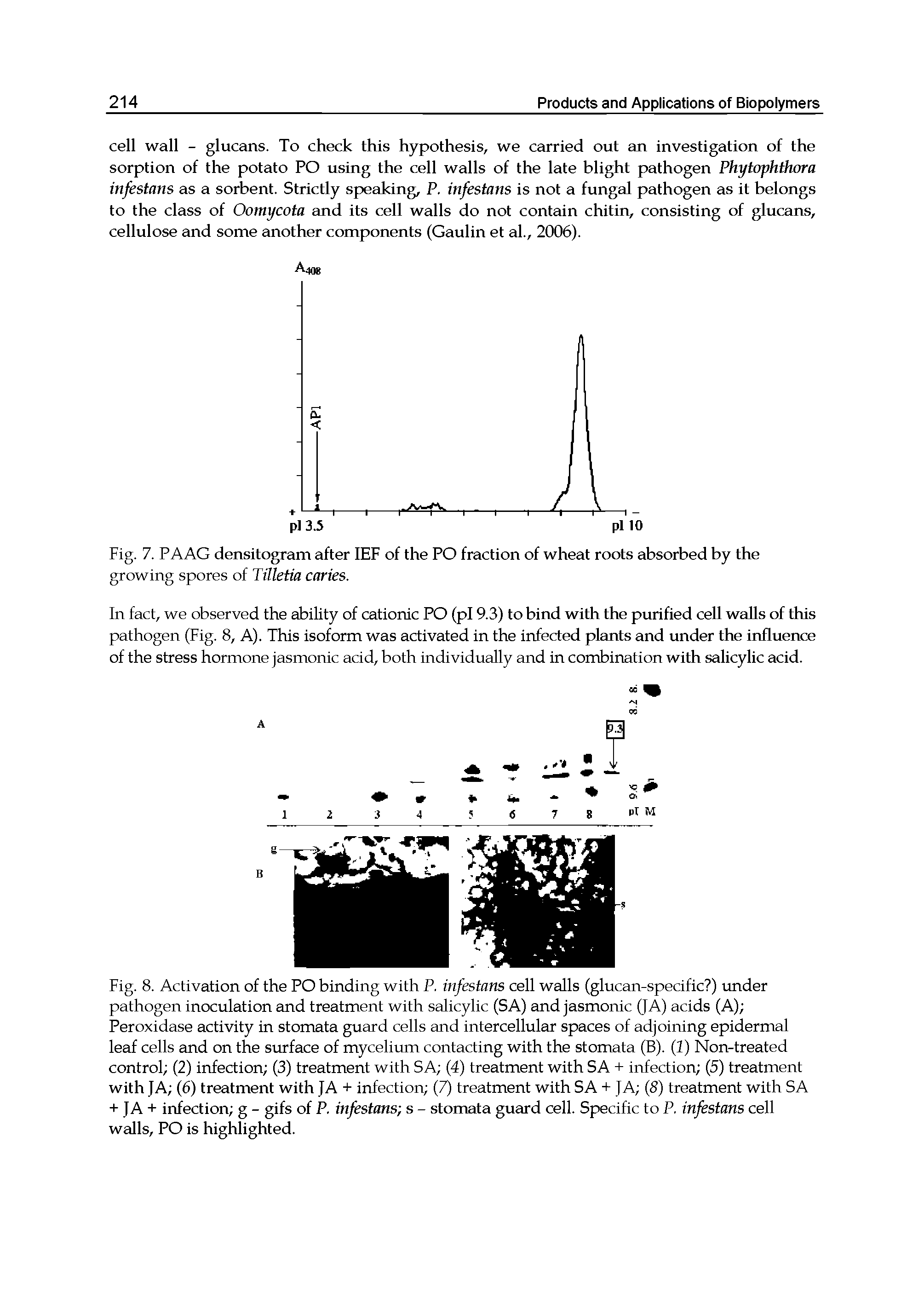 Fig. 8. Activation of the PO binding with P, infestans cell walls (glucan-specific ) under pathogen inoculation and treatment with salicylic (SA) and jasmonic (JA) acids (A) Peroxidase activity in stomata guard cells and intercellular spaces of adjoining epidermal leaf cells and on the surface of mycelium contacting with the stomata (B). (1) Non-treated control (2) infection (3) treatment with SA (4) treatment with SA + infection (5) treatment with JA (6) treatment with JA + infection (7) treatment with SA + JA (8) treatment with SA + JA + infection g - gifs of P. infestans s - stomata guard cell. Specific to P, infestans cell walls, PO is highlighted.