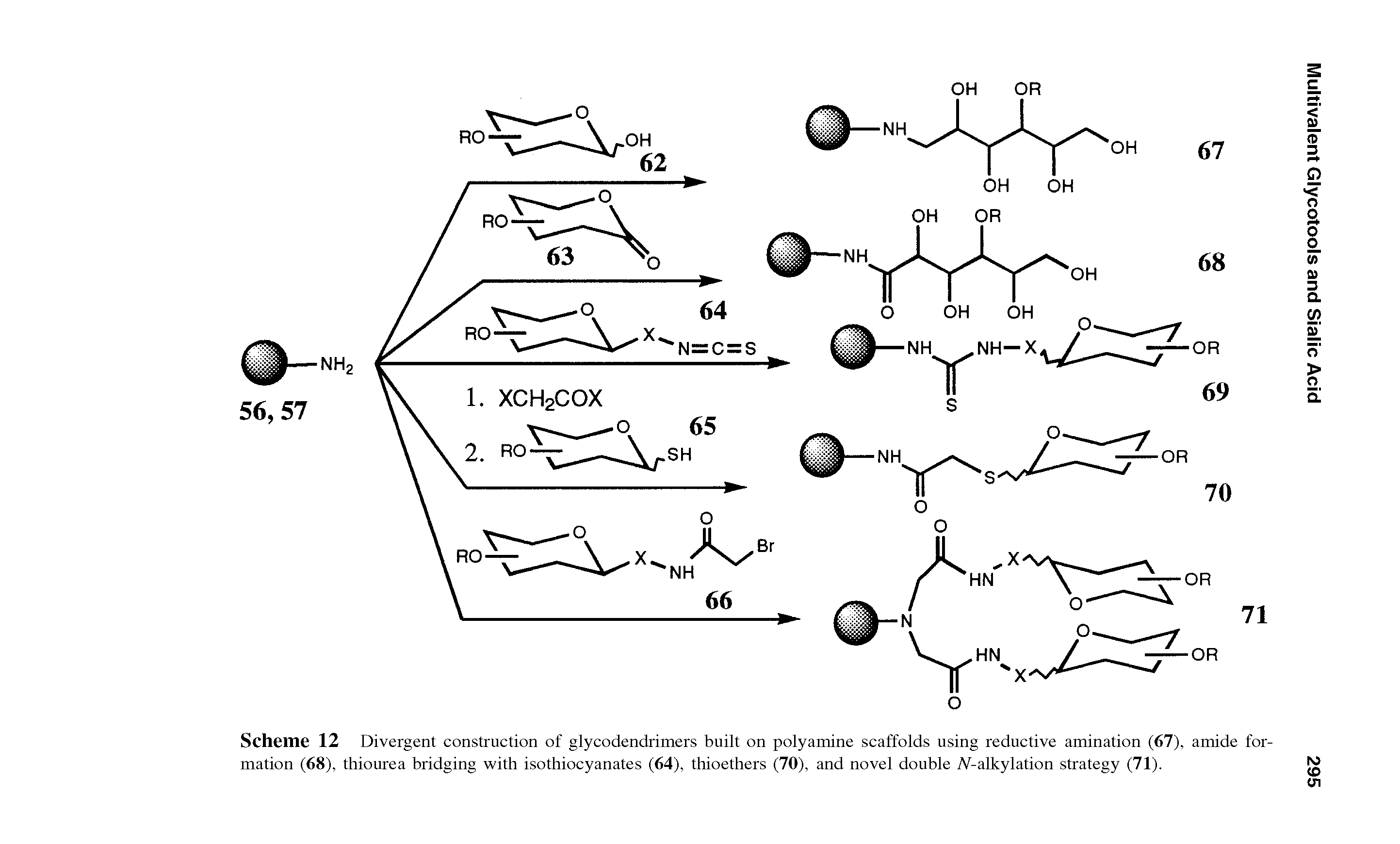 Scheme 12 Divergent construction of glycodendrimers built on polyamine scaffolds using reductive amination (67), amide formation (68), thiourea bridging with isothiocyanates (64), thioethers (70), and novel double A -alkylation strategy (71).