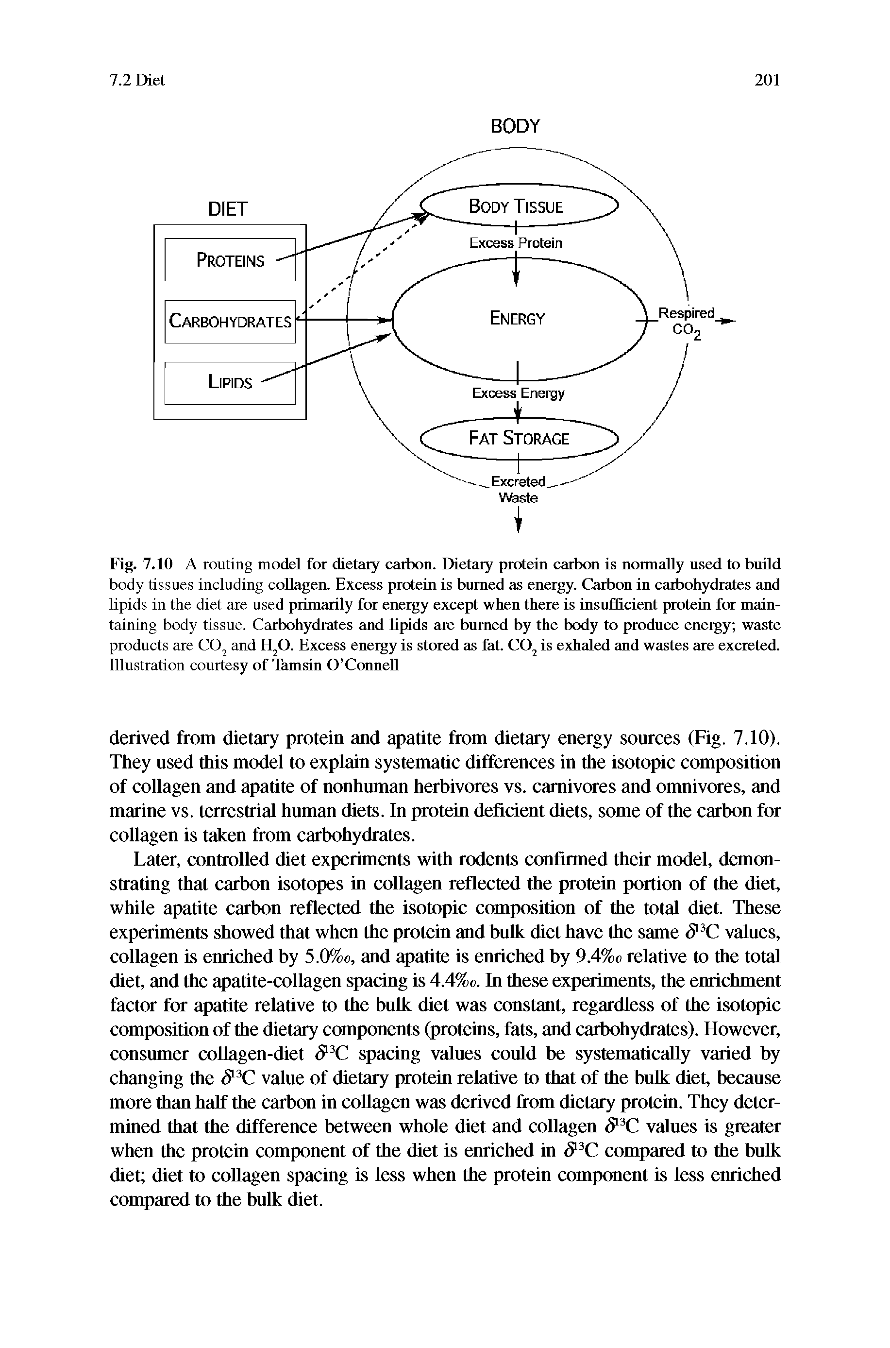 Fig. 7.10 A routing model for dietary carbon. Dietary protein carbon is normally used to build body tissues including collagen. Excess protein is burned as energy. Carbon in carbohydrates and lipids in the diet are used primarily for energy except when there is insufficient protein for maintaining body tissue. Carbohydrates and lipids are burned by the body to produce energy waste products are CO, and H,O. Excess energy is stored as fat. CO is exhaled and wastes are excreted. Illustration courtesy of Tamsin O Connell...