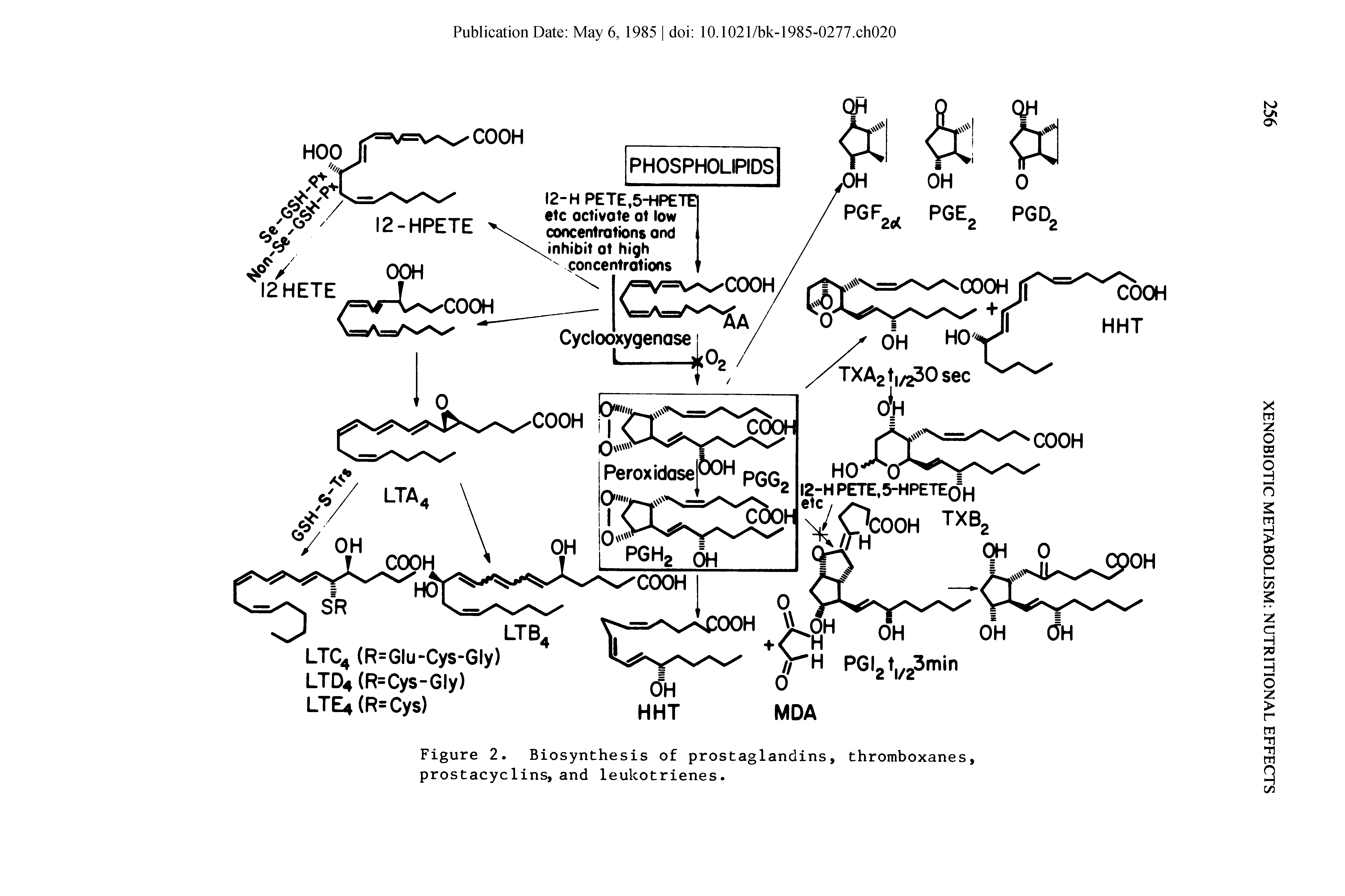 Figure 2. Biosynthesis of prostaglandins, thromboxanes, prostacyclins, and leukotrienes.