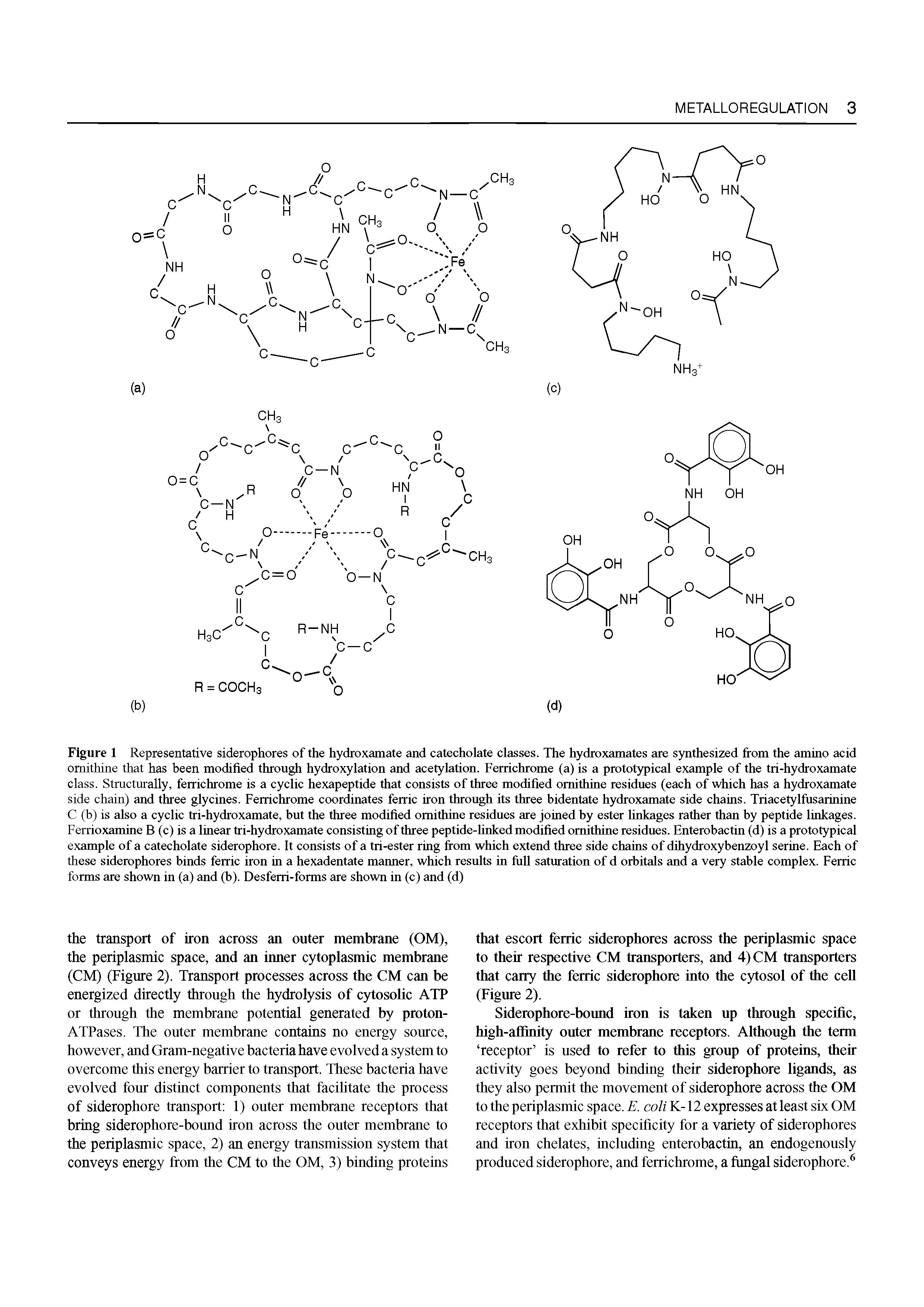 Figure 1 Representative siderophores of the hydroxamate and catecholate classes. The hydroxamates are synthesized from the amino acid ornithine that has been modified through hydroxylation and acetylation. Ferrichrome (a) is a prototypical example of the tri-hydroxamate class. Structurally, ferrichrome is a cyclic hexapeptide that consists of three modified ornithine residues (each of which has a hydroxamate side chain) and three glycines. Ferrichrome coordinates ferric iron through its three bidentate hydroxamate side chains. Triacetylfusarinine C (b) is also a cyclic tri-hydroxamate, but the three modified ornithine residues are joined by ester linkages rather than by peptide linkages. Ferrioxamine B (c) is a linear tri-hydroxamate consisting of three peptide-huked modified ornithine residues. Enterobactin (d) is a prototypical example of a catecholate siderophore. It consists of a tri-ester ring from which extend three side chains of chhydroxybenzoyl serine. Each of these siderophores binds ferric iron in a hexadentate manner, which results in full saturation of d orbitals and a very stable complex. Ferric forms are shown in (a) and (b). Desferri-forms are shown in (c) and (d)...