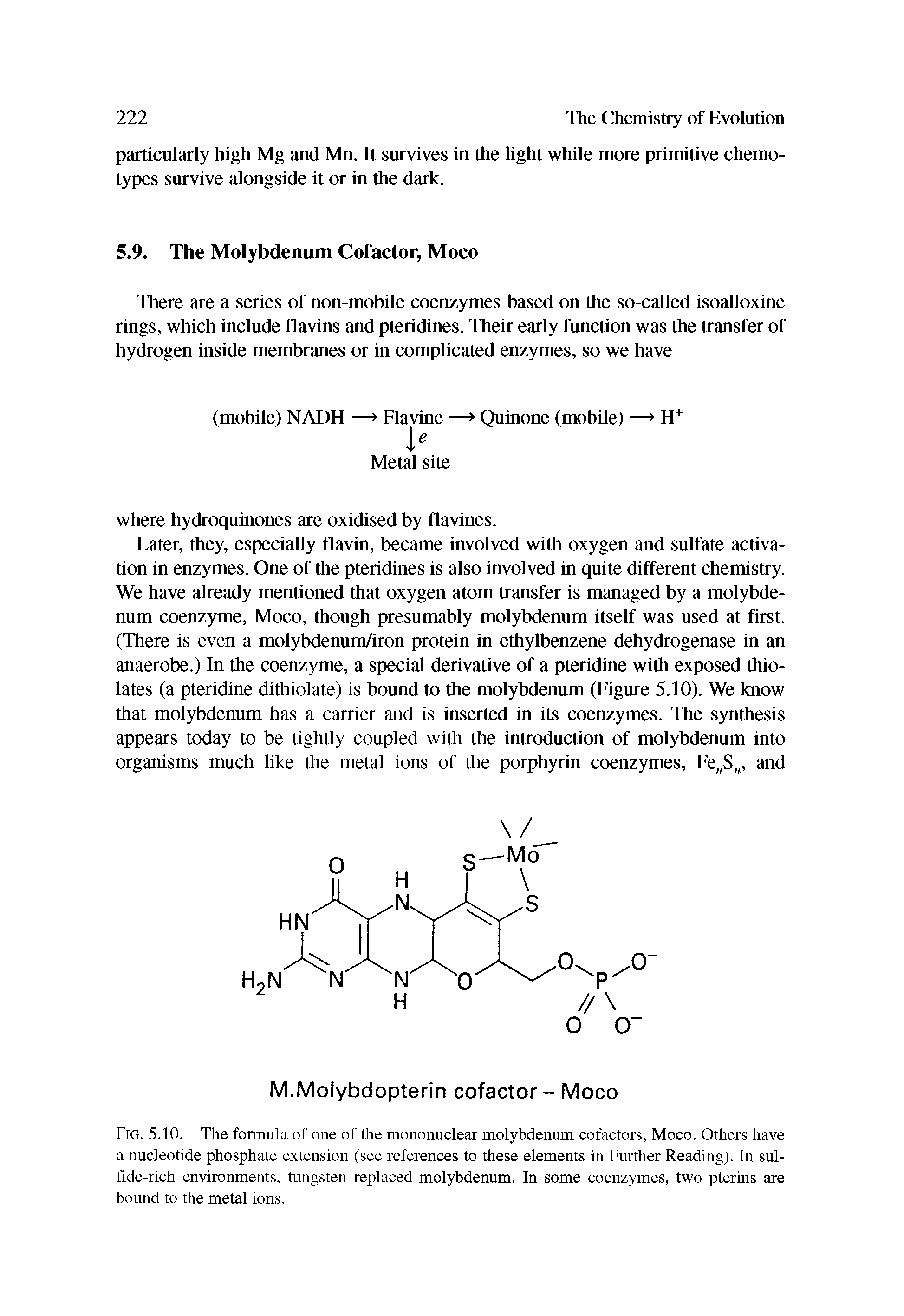 Fig. 5.10. The formula of one of the mononuclear molybdenum cofactors, Moco. Others have a nucleotide phosphate extension (see references to these elements in Further Reading). In sulfide-rich environments, tungsten replaced molybdenum. In some coenzymes, two pterins are bound to the metal ions.