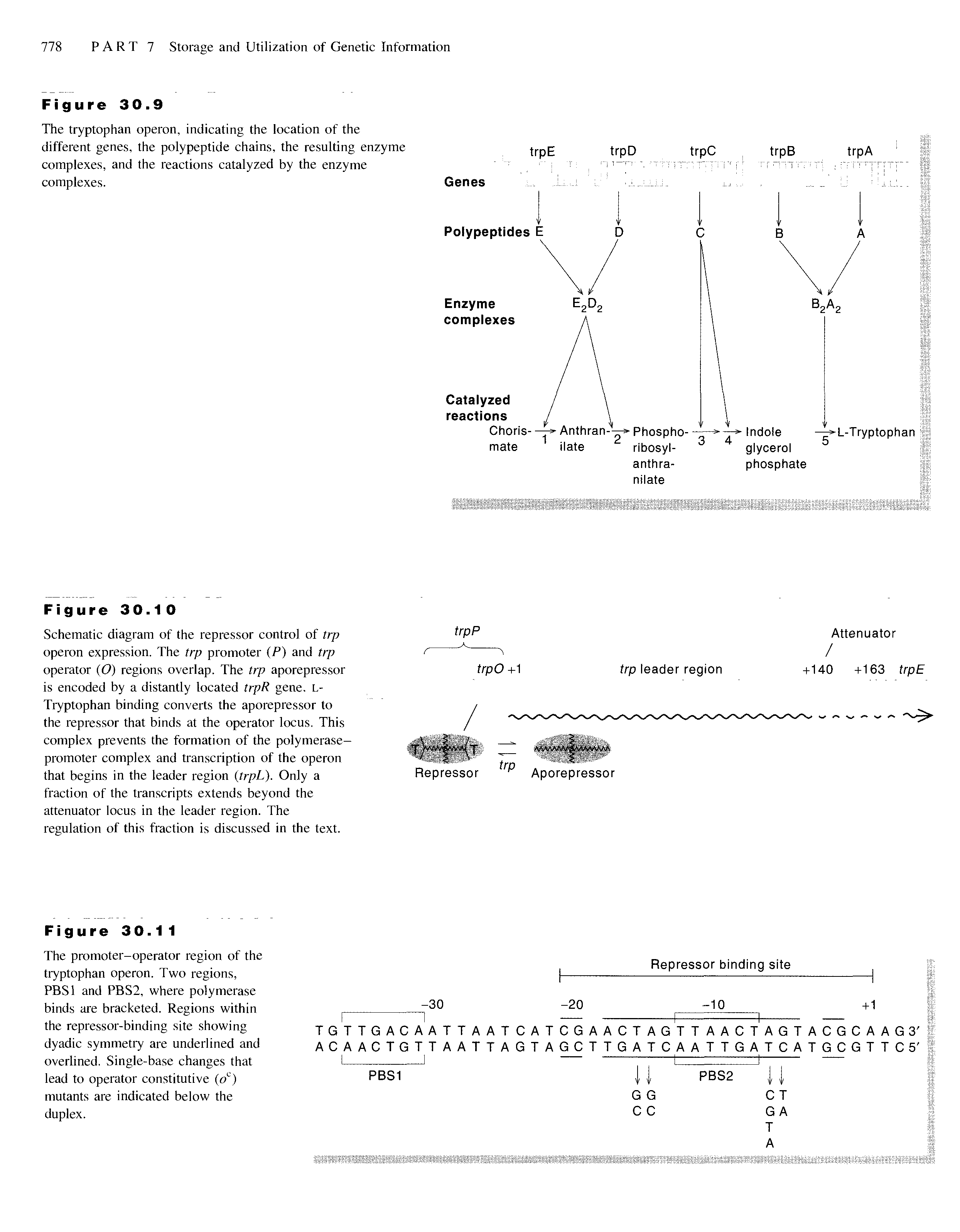 Schematic diagram of the repressor control of trp operon expression. The trp promoter (P) and trp operator (O) regions overlap. The trp aporepressor is encoded by a distantly located trpR gene. L-Tryptophan binding converts the aporepressor to the repressor that binds at the operator locus. This complex prevents the formation of the polymerase-promoter complex and transcription of the operon that begins in the leader region (trpL). Only a fraction of the transcripts extends beyond the attenuator locus in the leader region. The regulation of this fraction is discussed in the text.