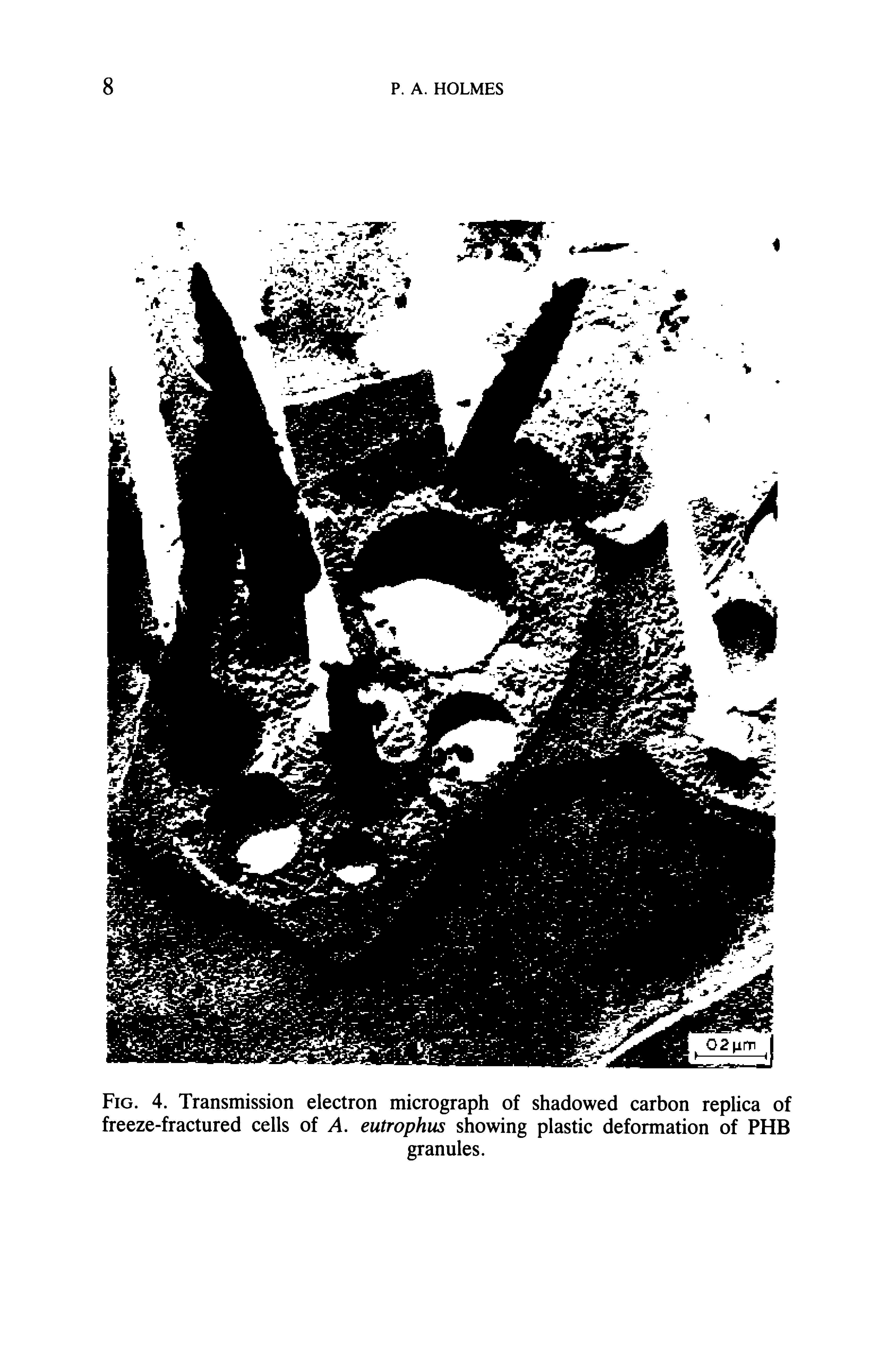 Fig. 4. Transmission electron micrograph of shadowed carbon replica of freeze-fractured cells of A. eutrophus showing plastic deformation of PHB...